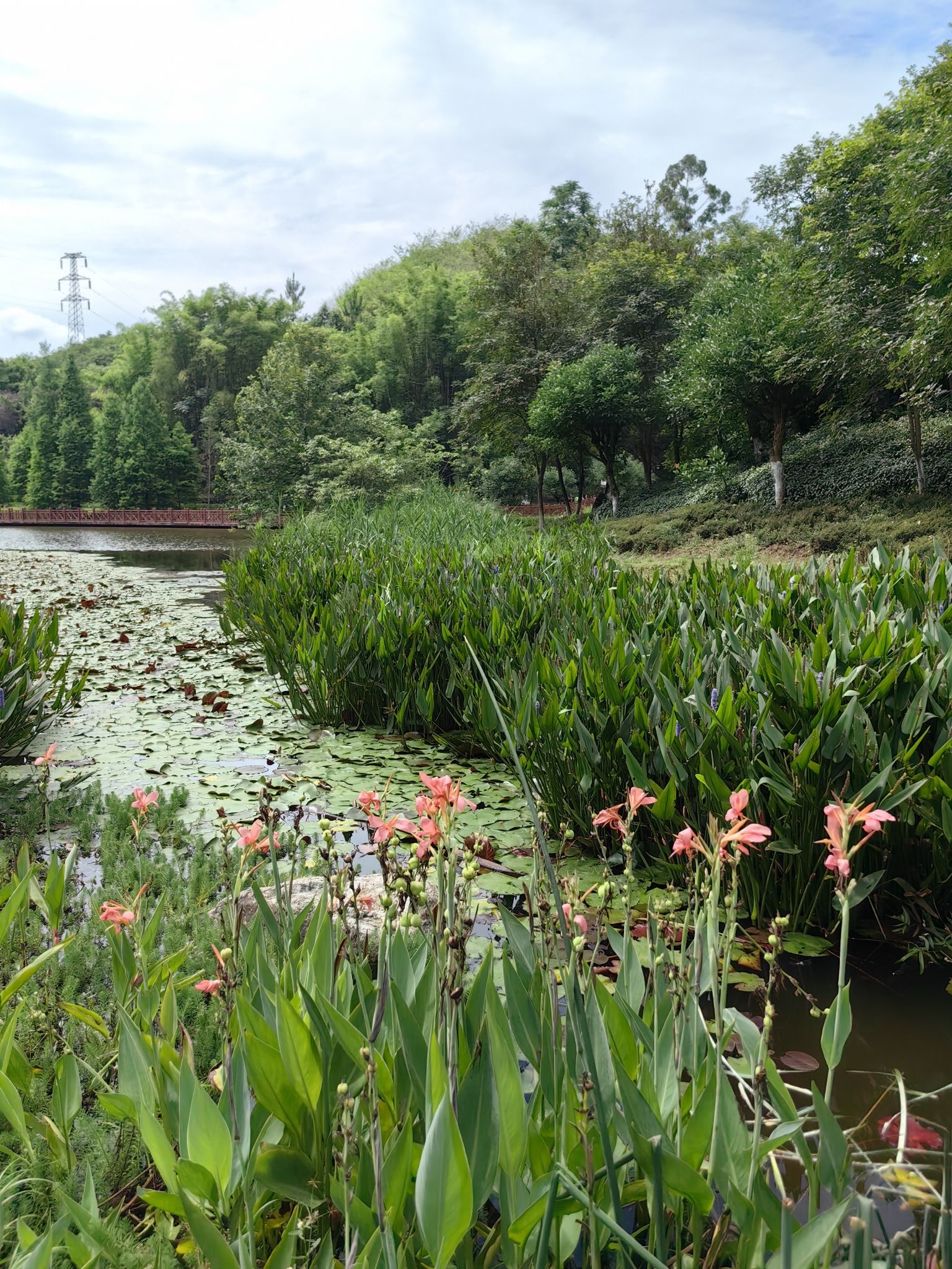 嘉州绿心公园芦山湿地