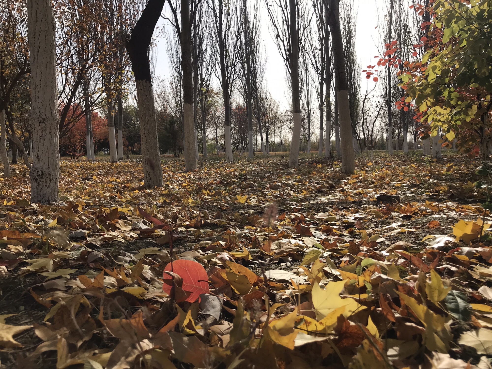 冬奥森林公园旅行图片 2
