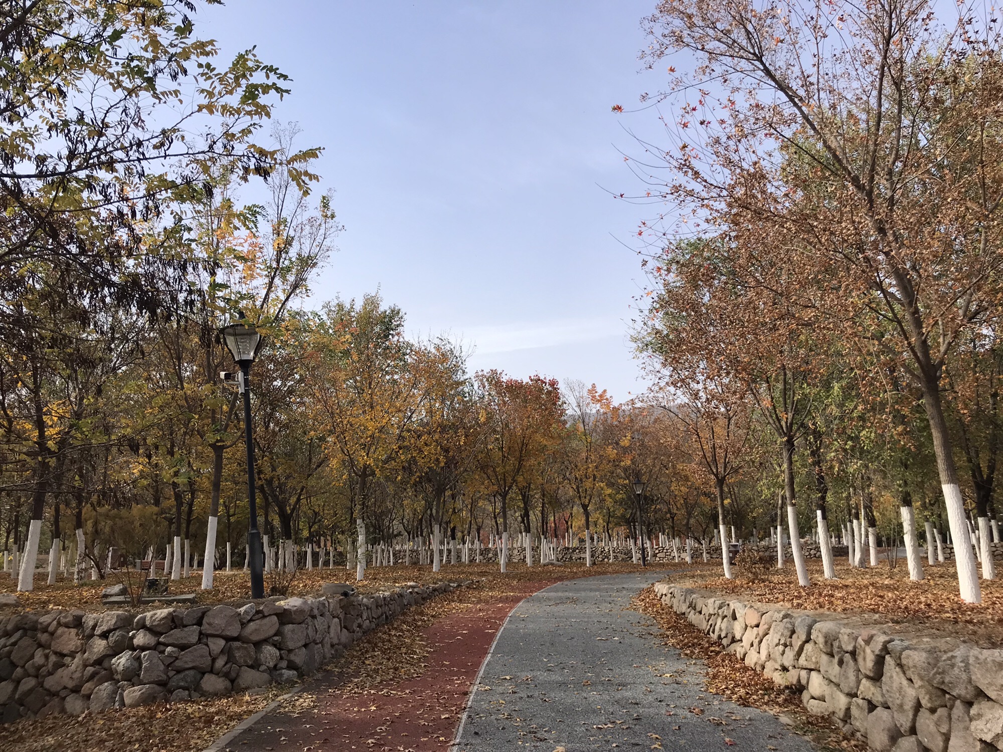 冬奥森林公园旅行图片 1