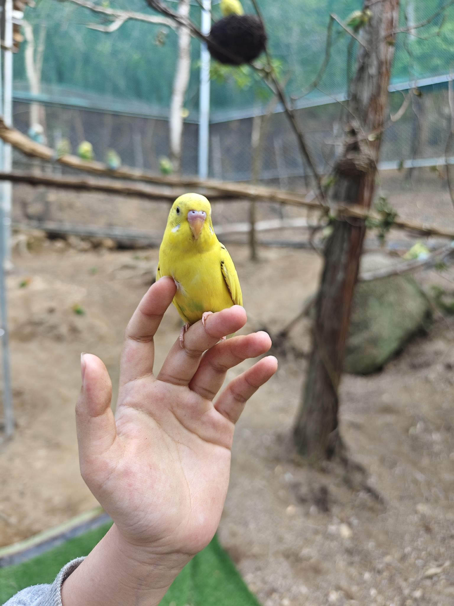 市外桃园旅游区旅行图片 2