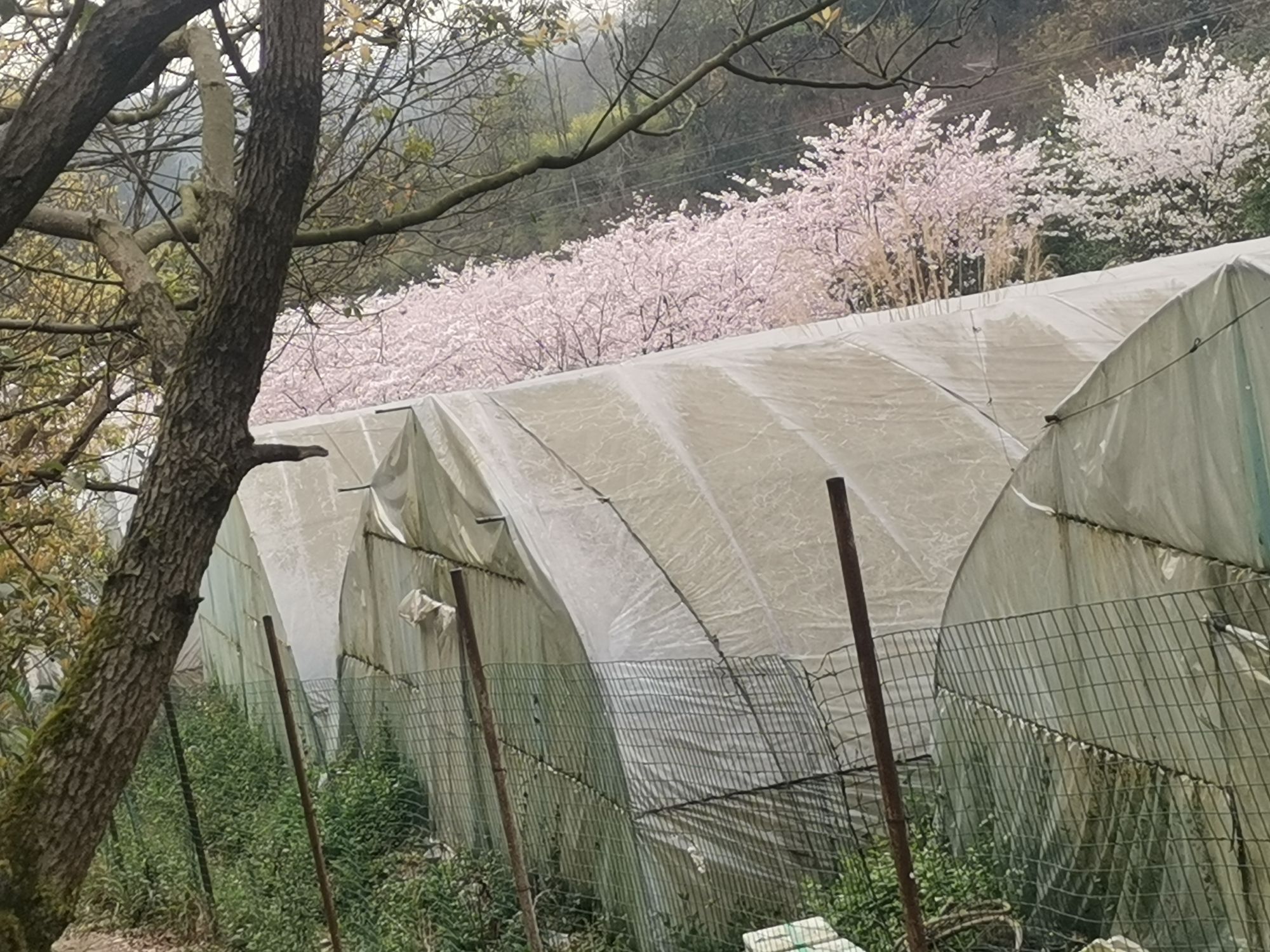 木凉镇樱花观赏点旅行图片 2