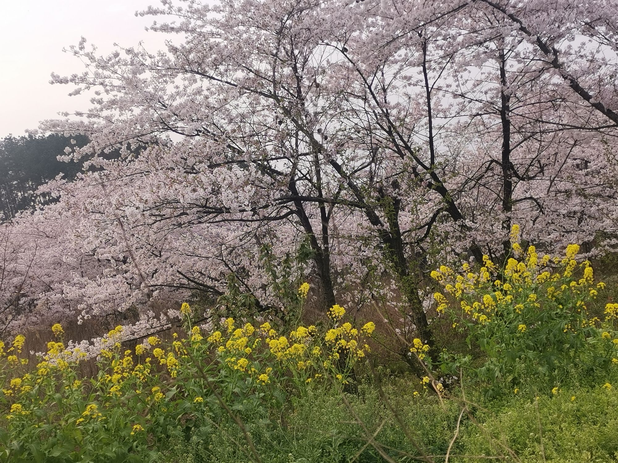 木凉镇樱花观赏点旅行图片 3