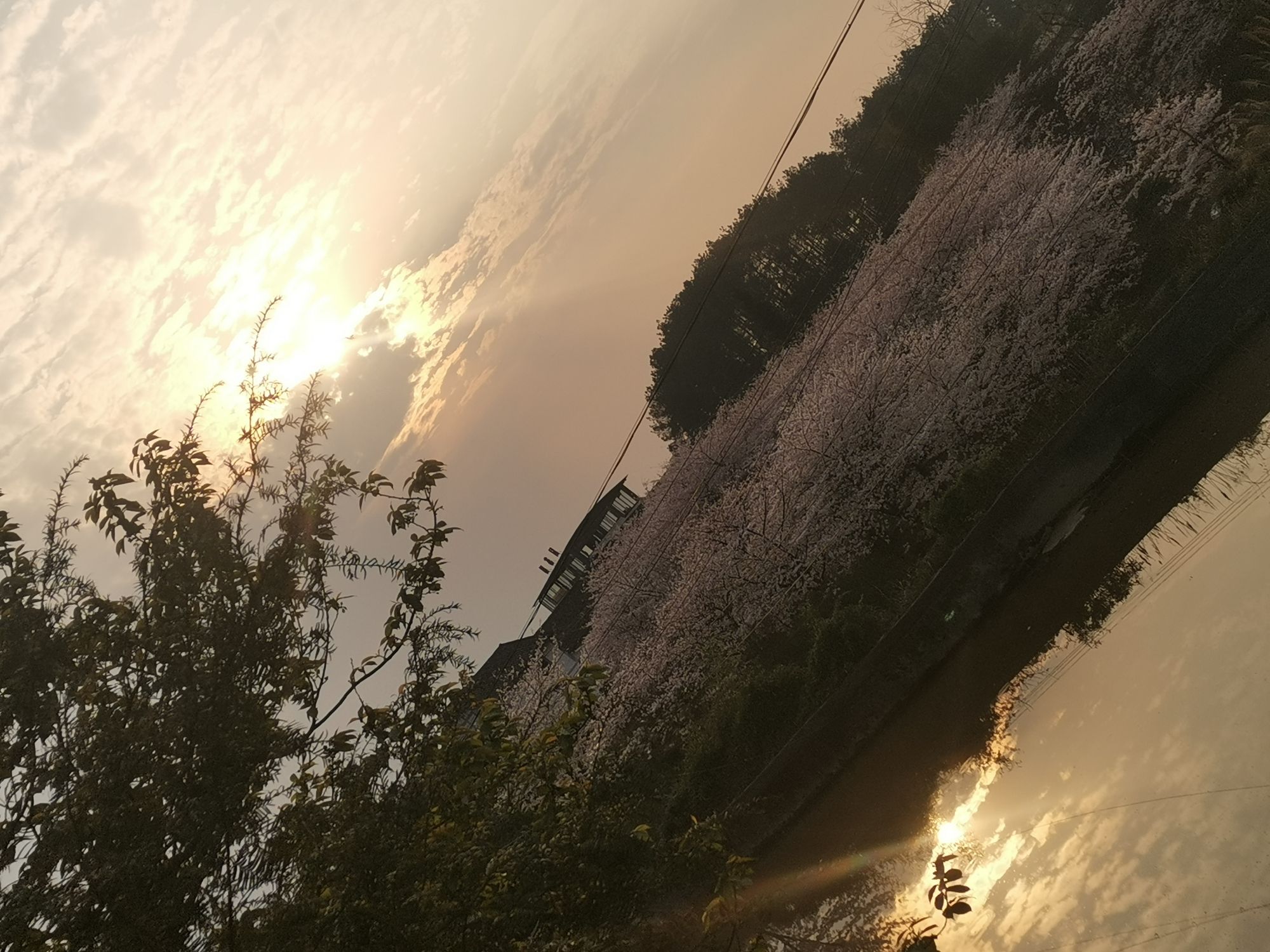 木凉镇樱花观赏点旅行图片 1