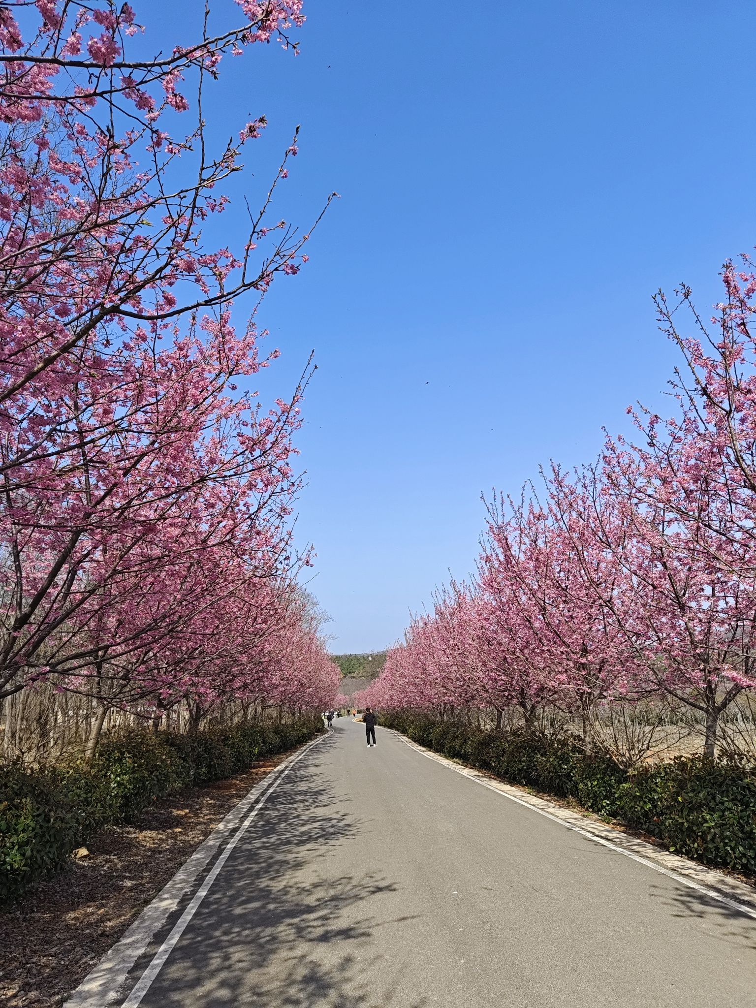樱花谷旅行图片 2