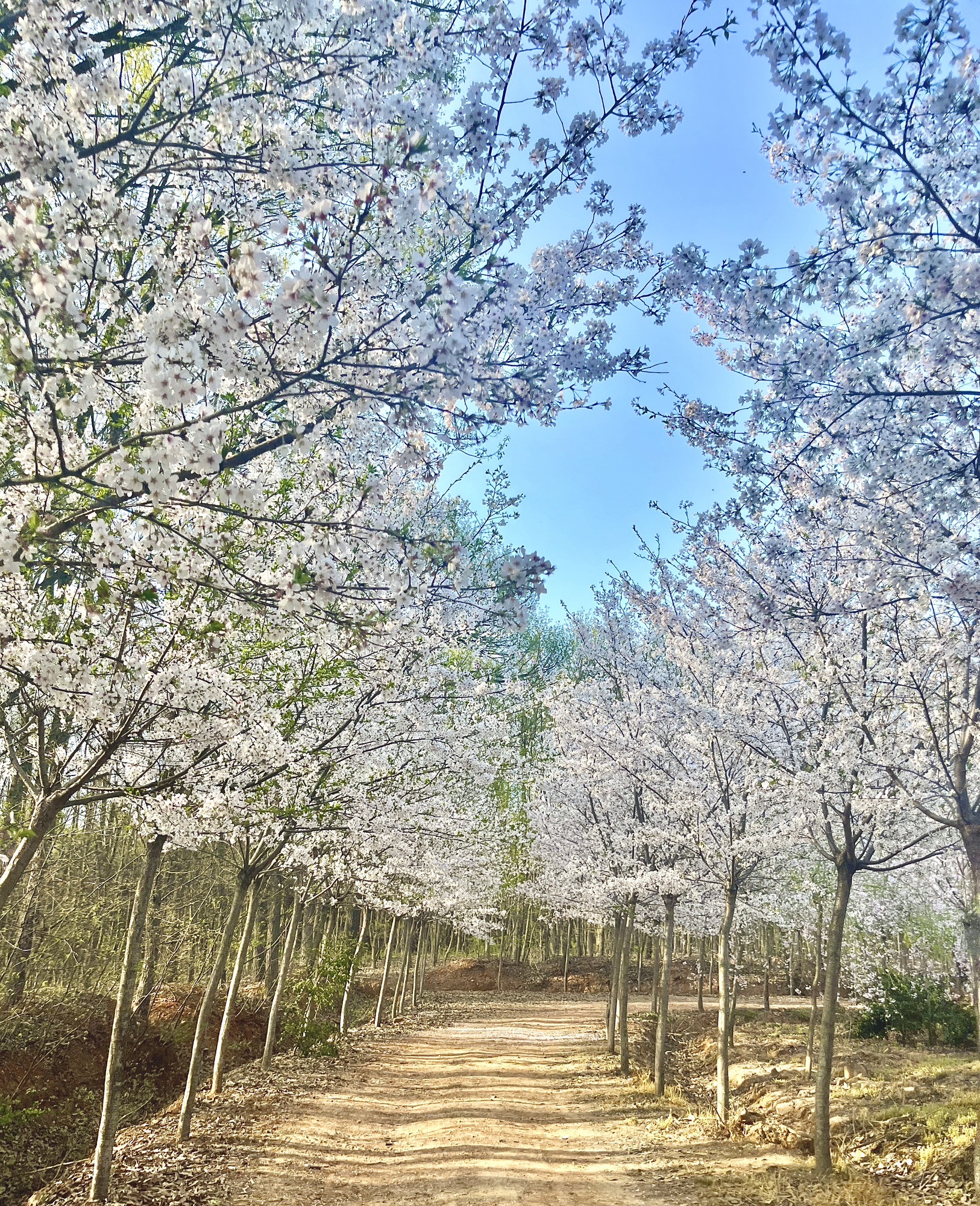 樱花谷旅行图片 1