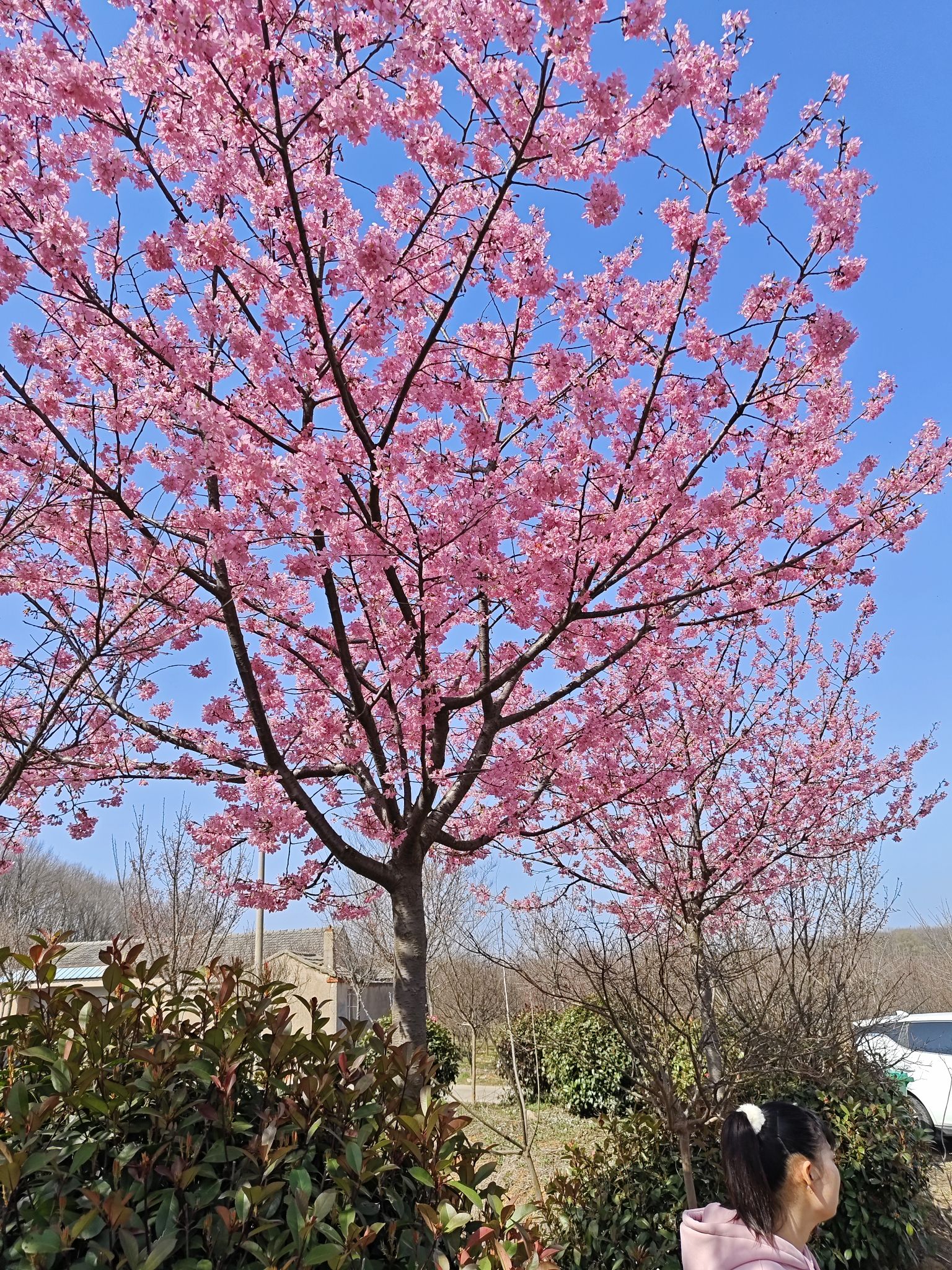 樱花谷旅行图片 1