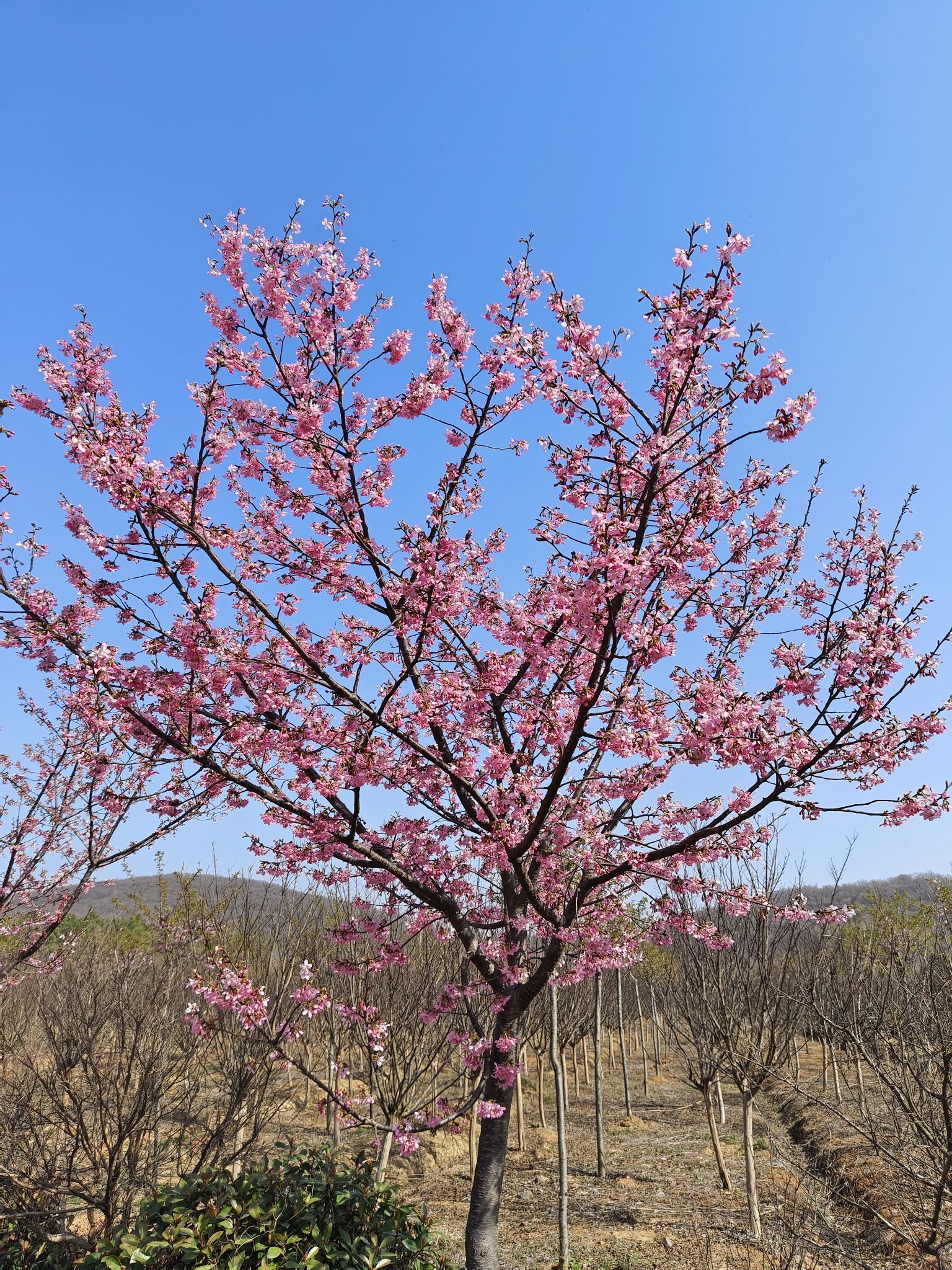 樱花谷旅行图片 3