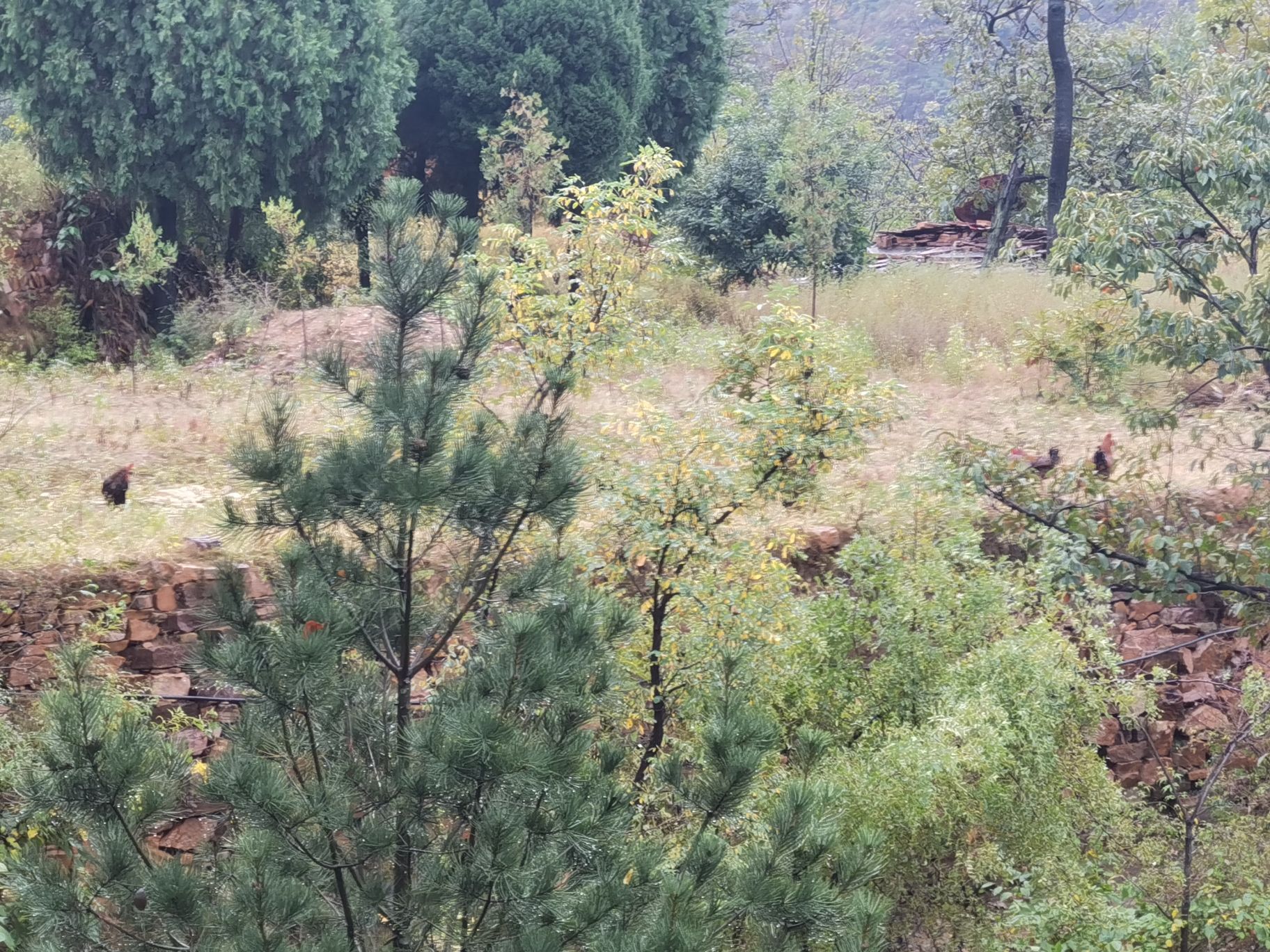 沁河郊野公园旅行图片 1