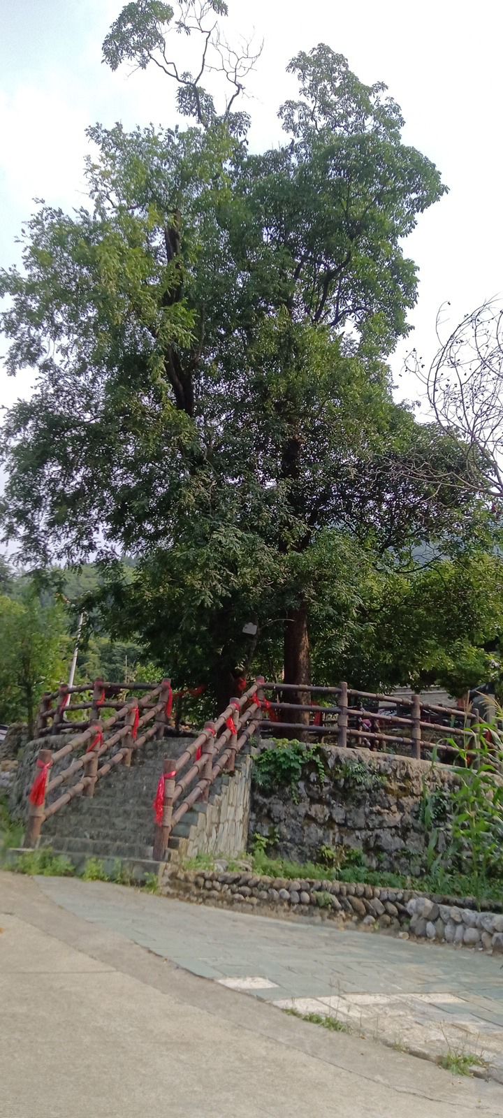 吉娜神树