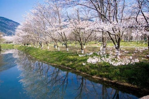 磐安樱花公园旅行图片 3