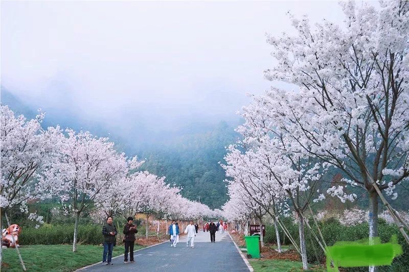 磐安樱花公园旅行图片 2