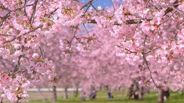 磐安樱花公园旅行图片 1