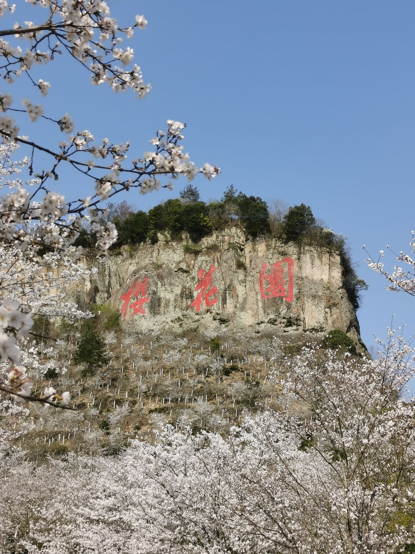 磐安樱花公园旅行图片 3