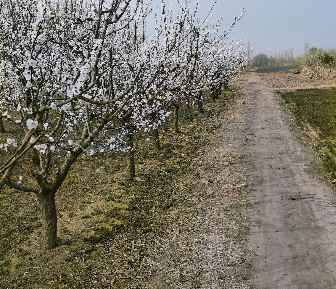 荆邱村东环杏林旅行图片 1