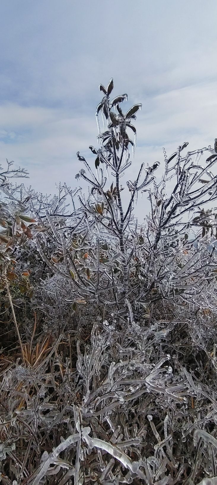 杜鹃花谷旅行图片 2