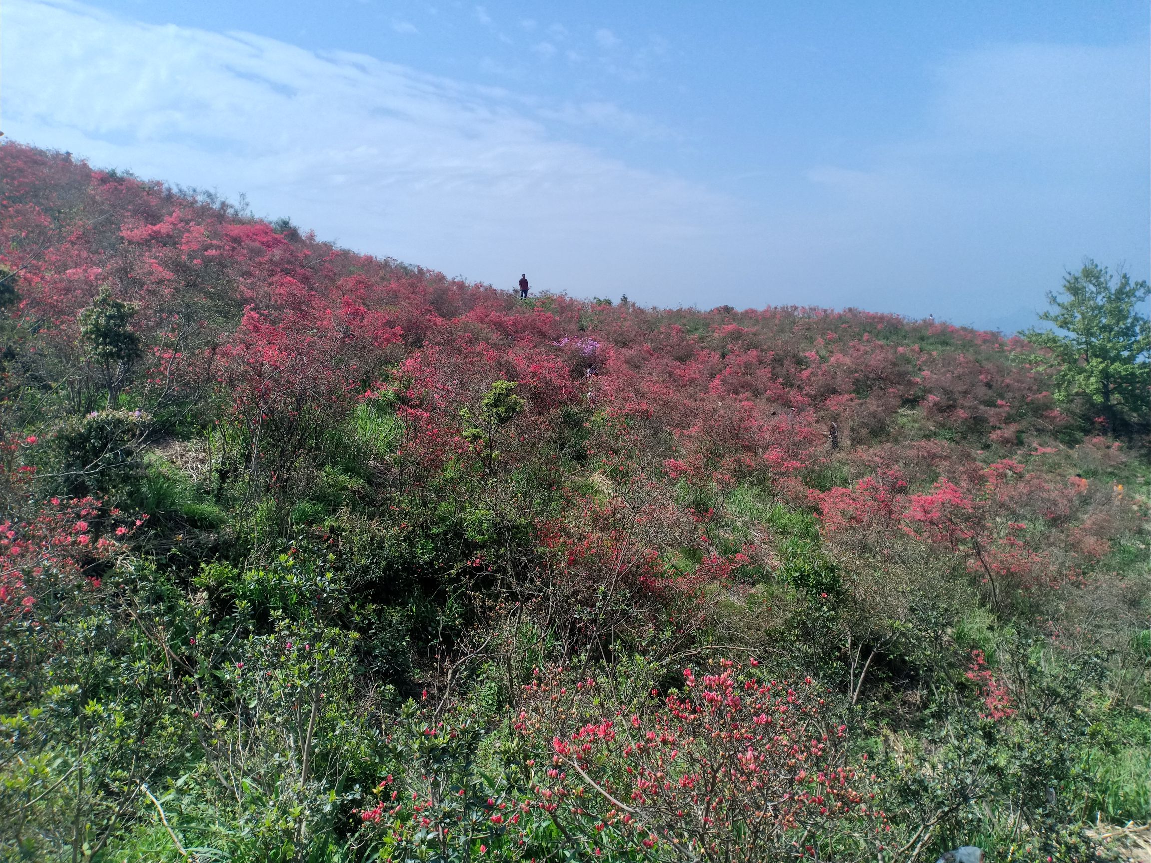 杜鹃花谷旅行图片 1