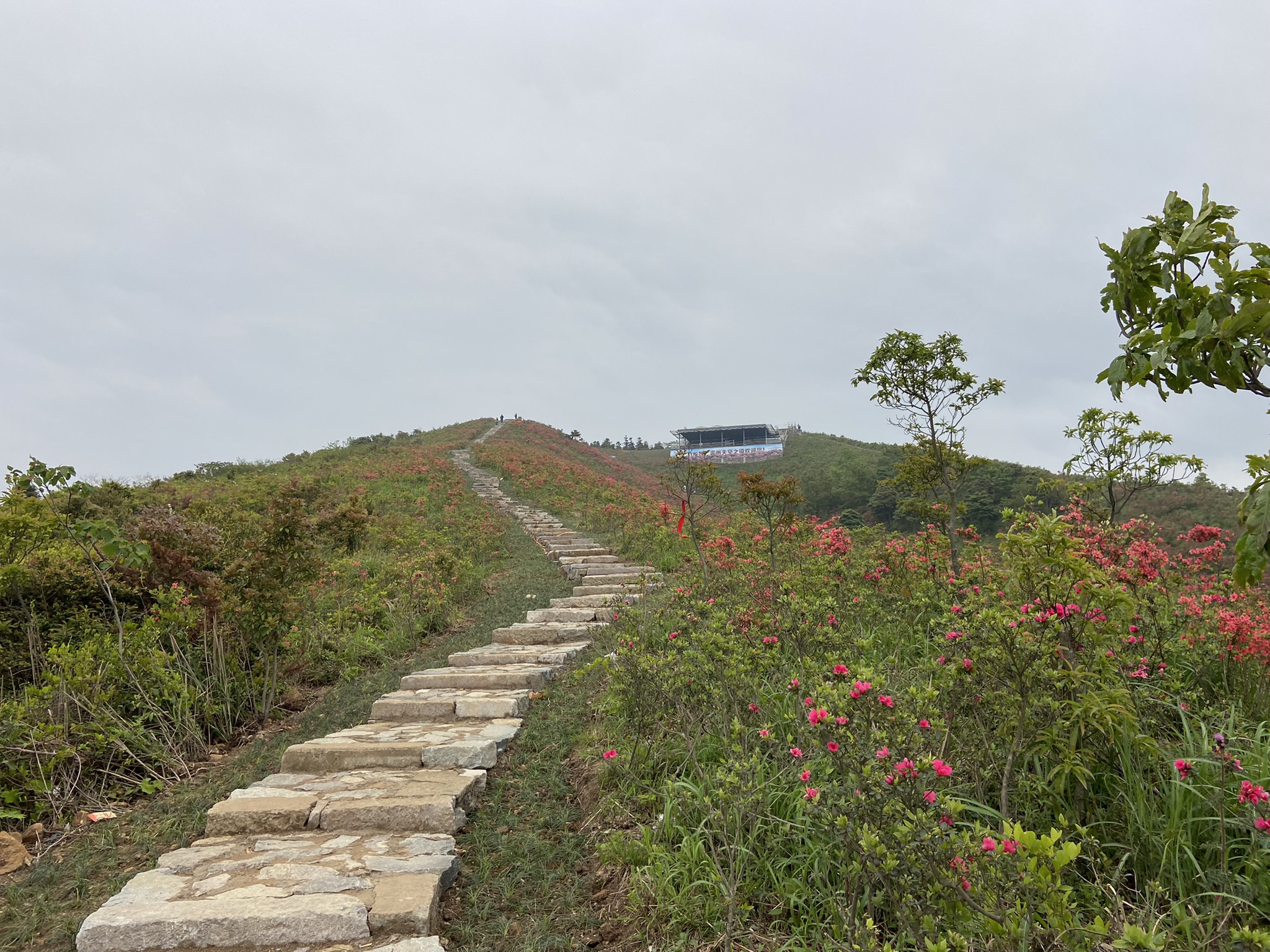 杜鹃花谷旅行图片 2