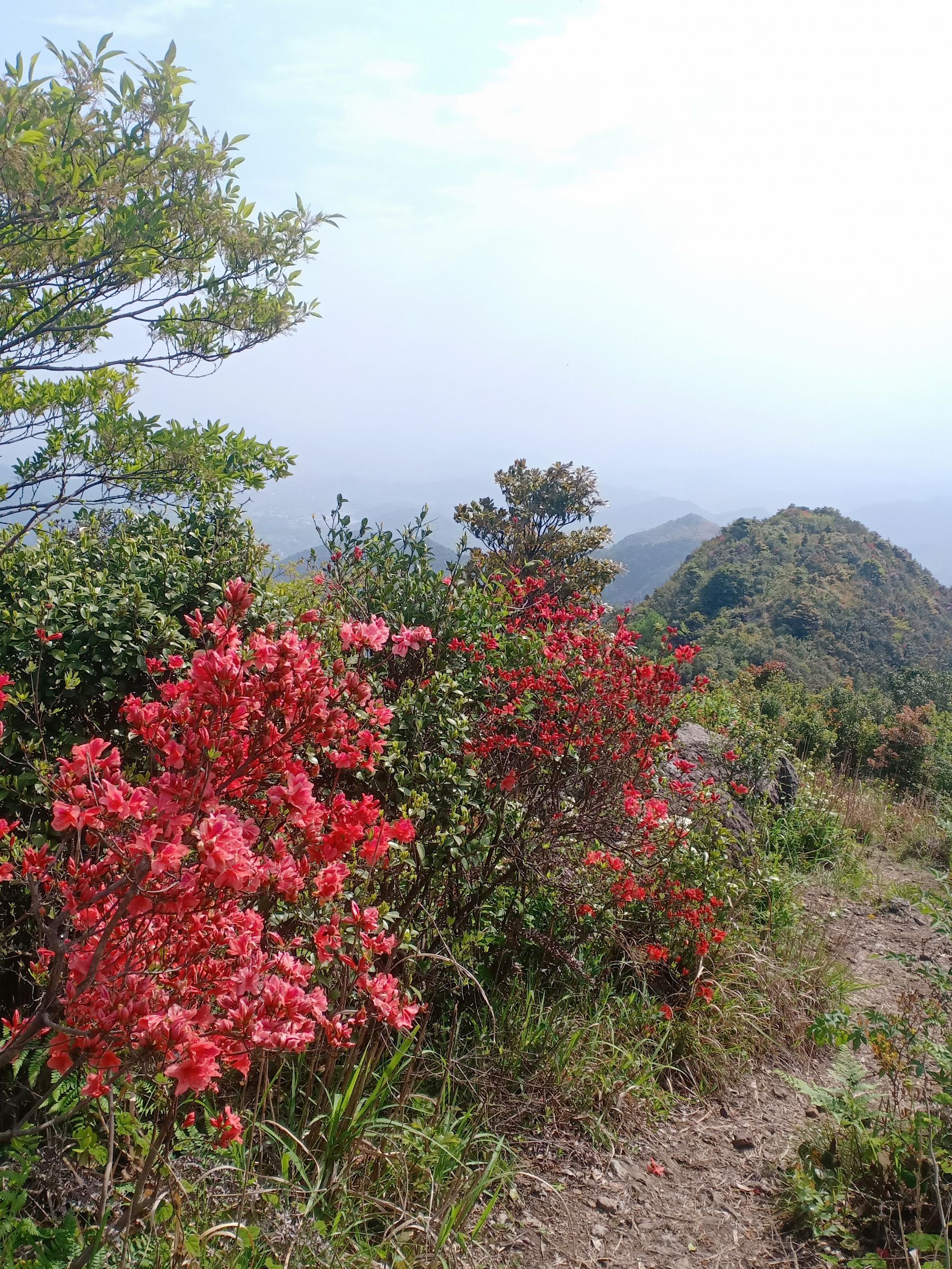 杜鹃花谷旅行图片 3
