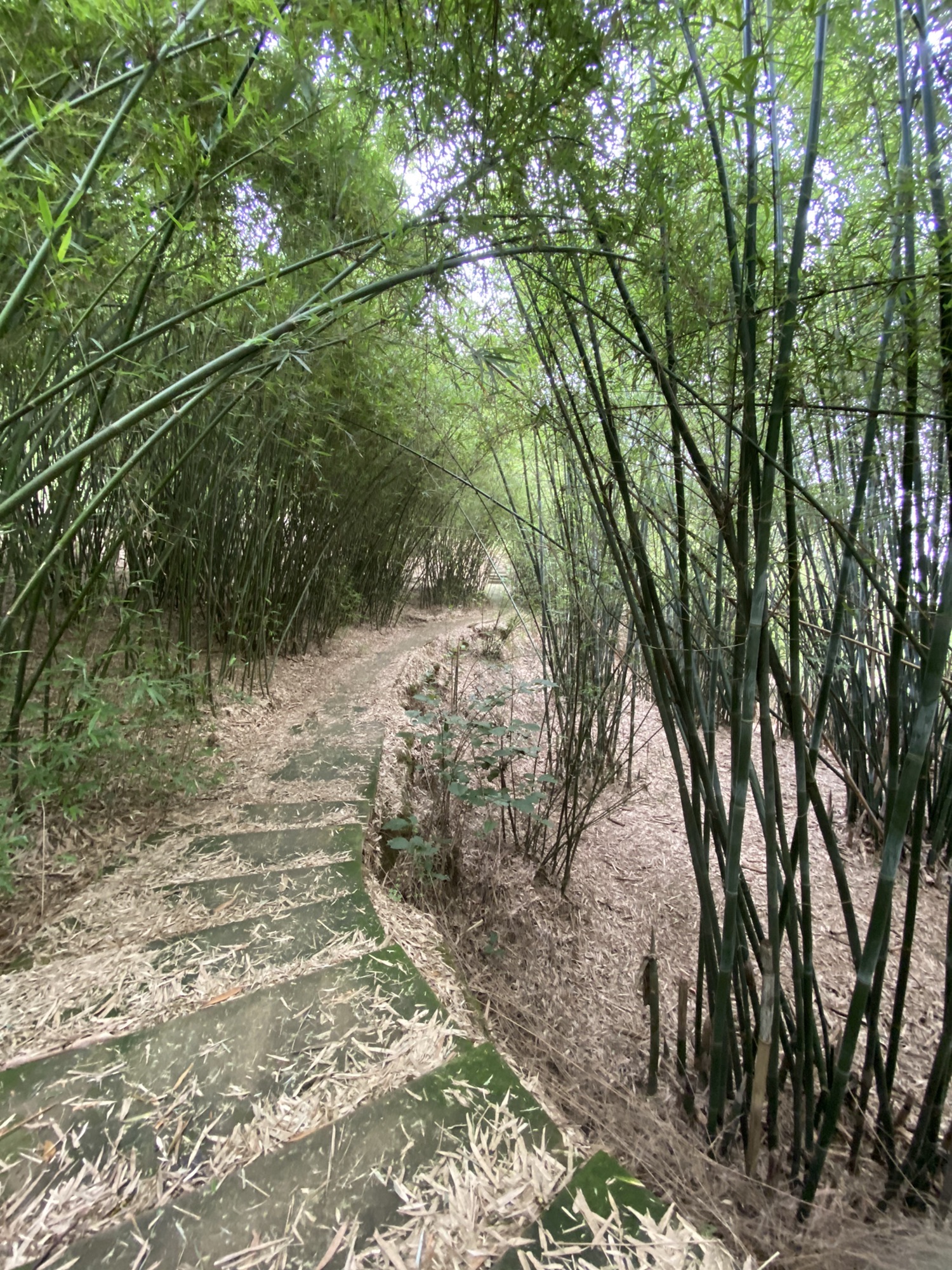 文峰塔旅行图片 1