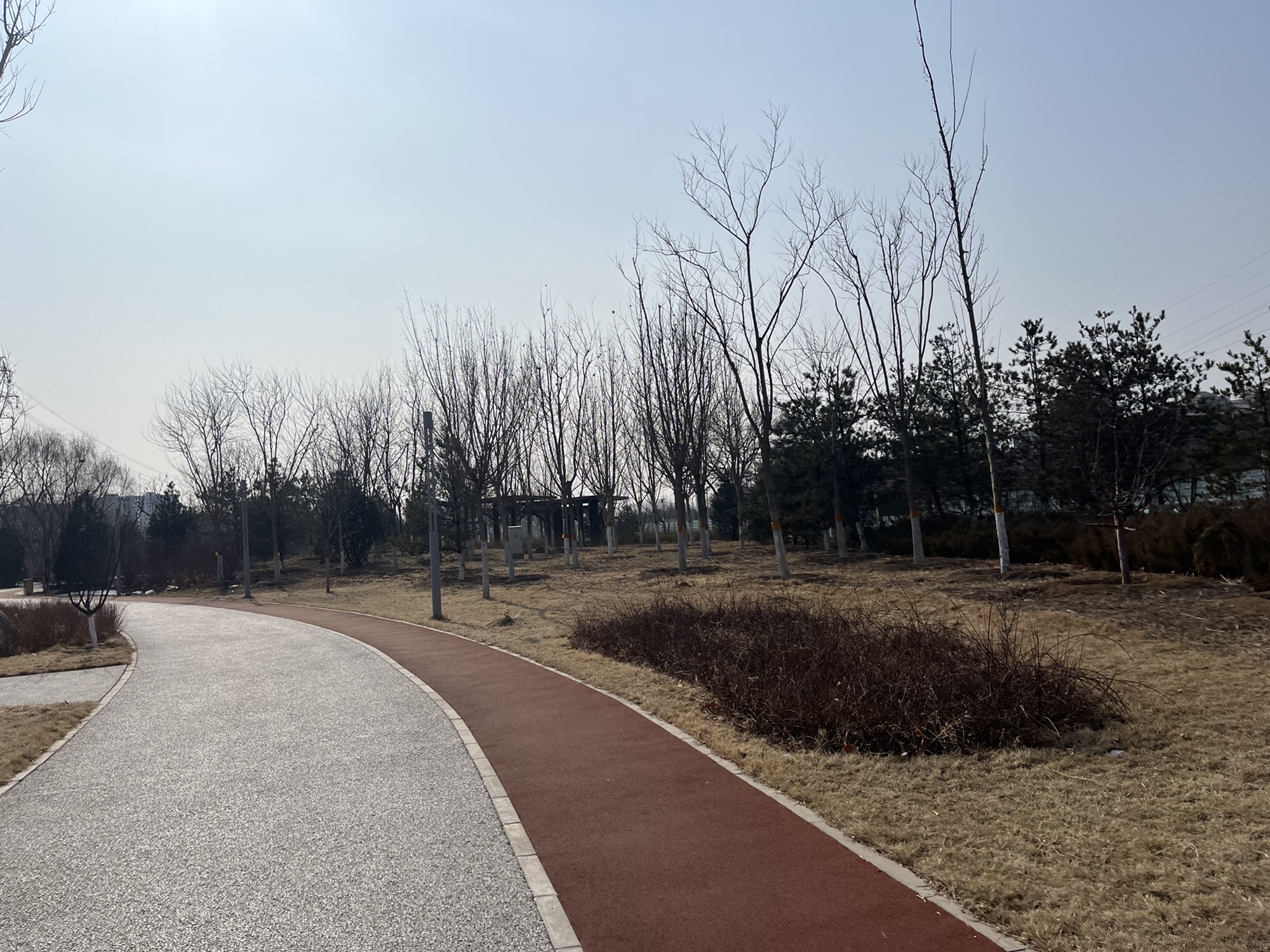 梨园城市森林公园旅行图片 3