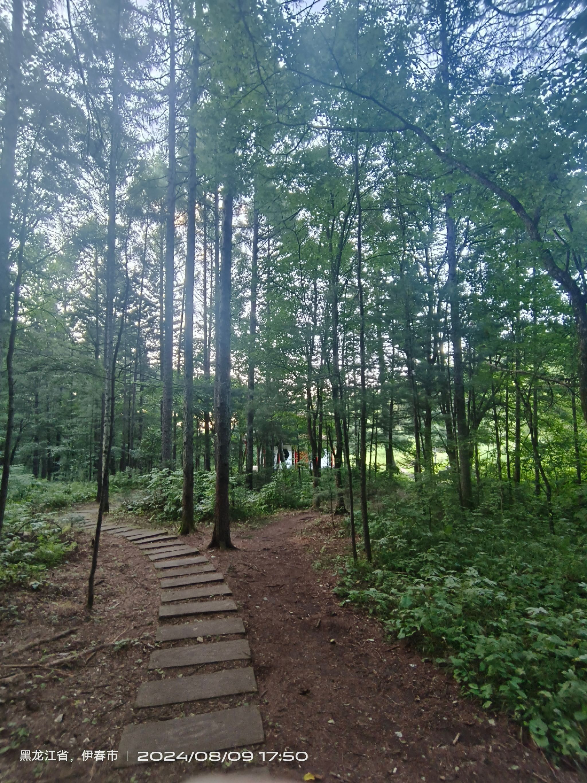 红松公园旅行图片 2