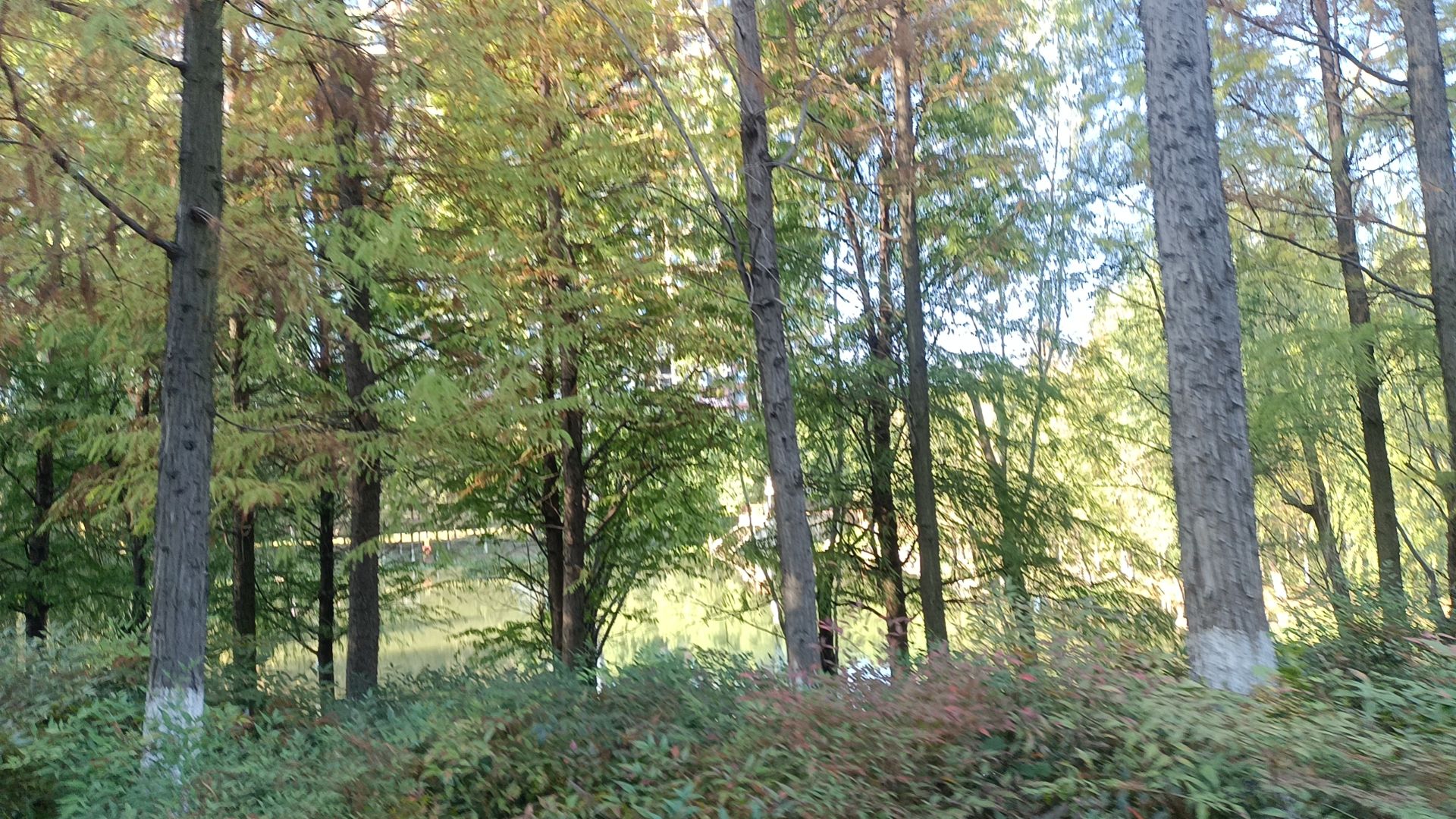 湖口井公园旅行图片 3