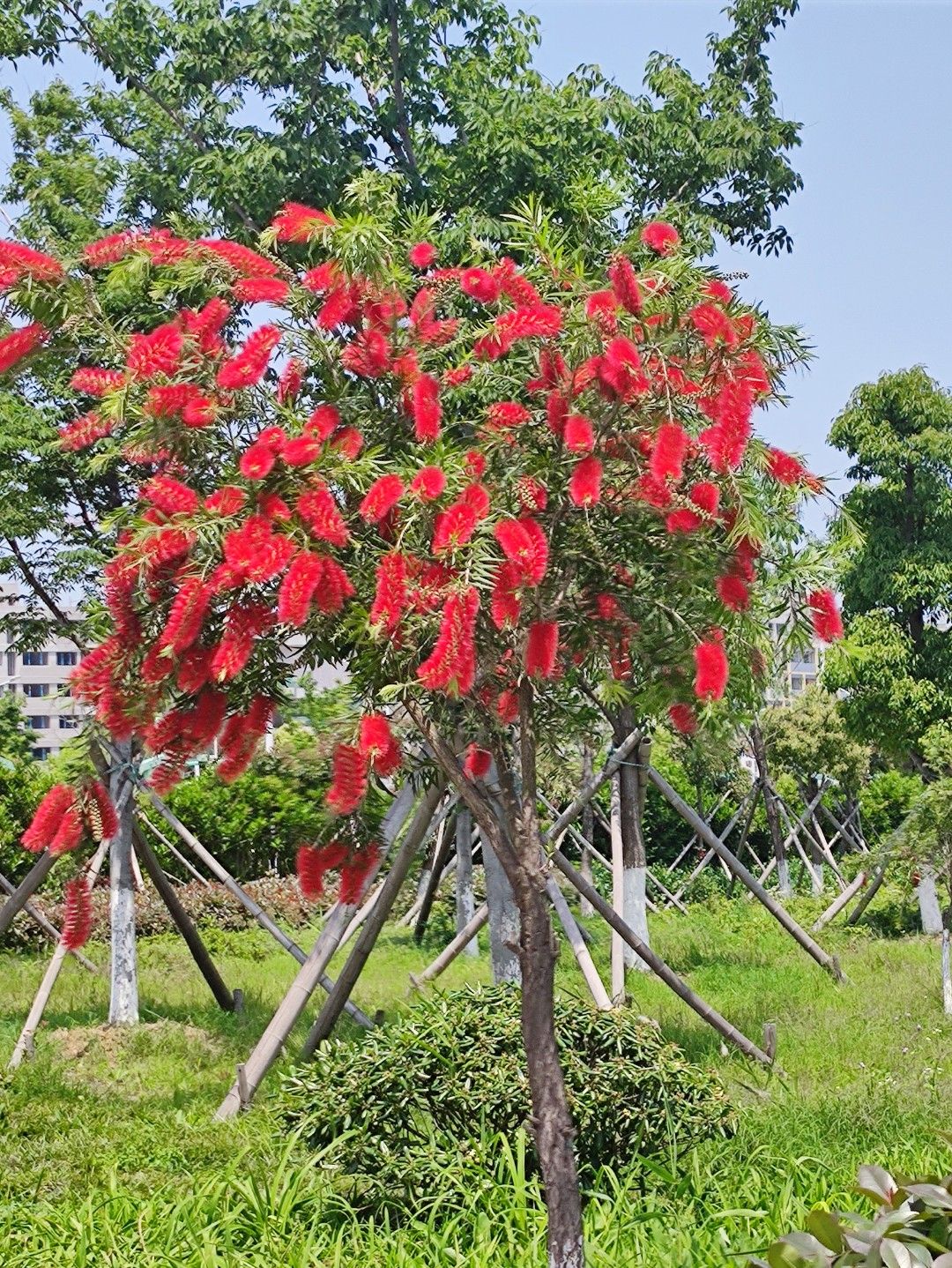 曙光湖公园旅行图片 2