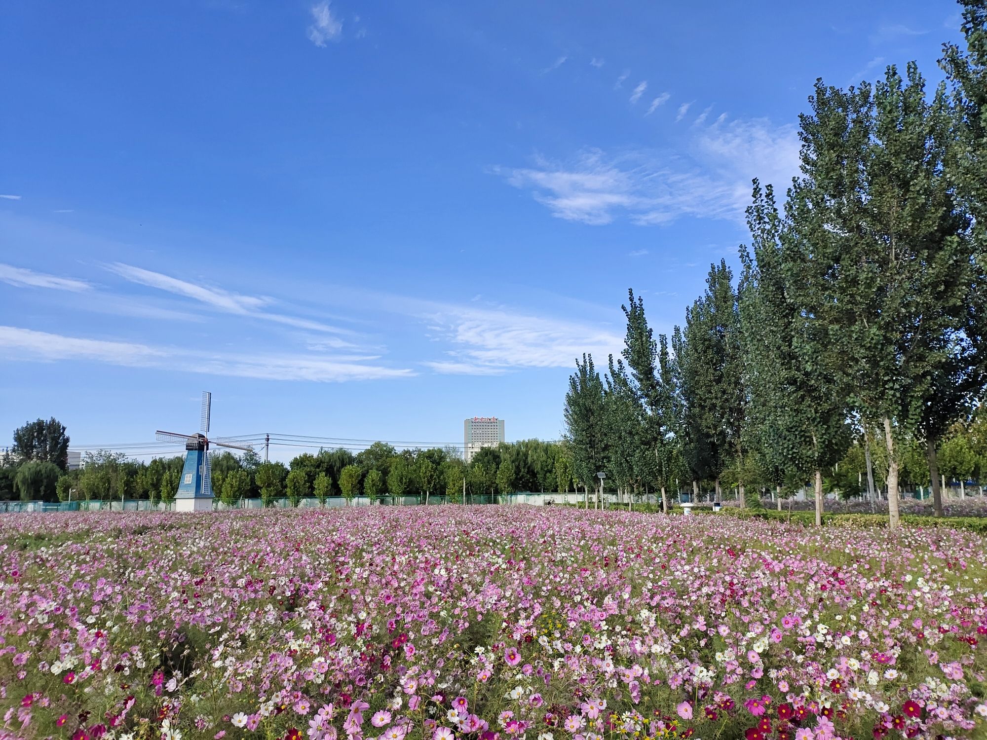 乾兆花海旅行图片 3