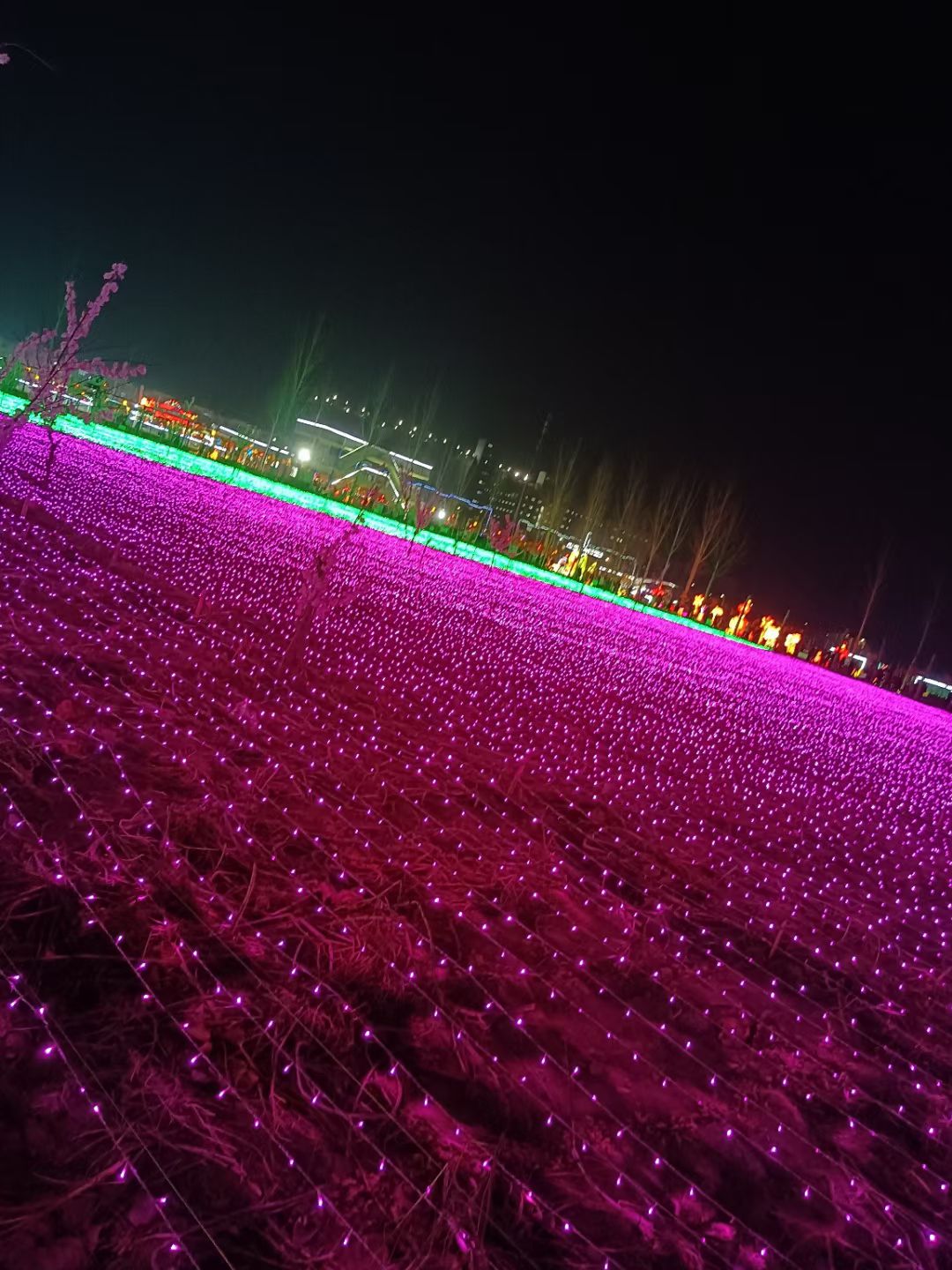 乾兆花海旅行图片 3