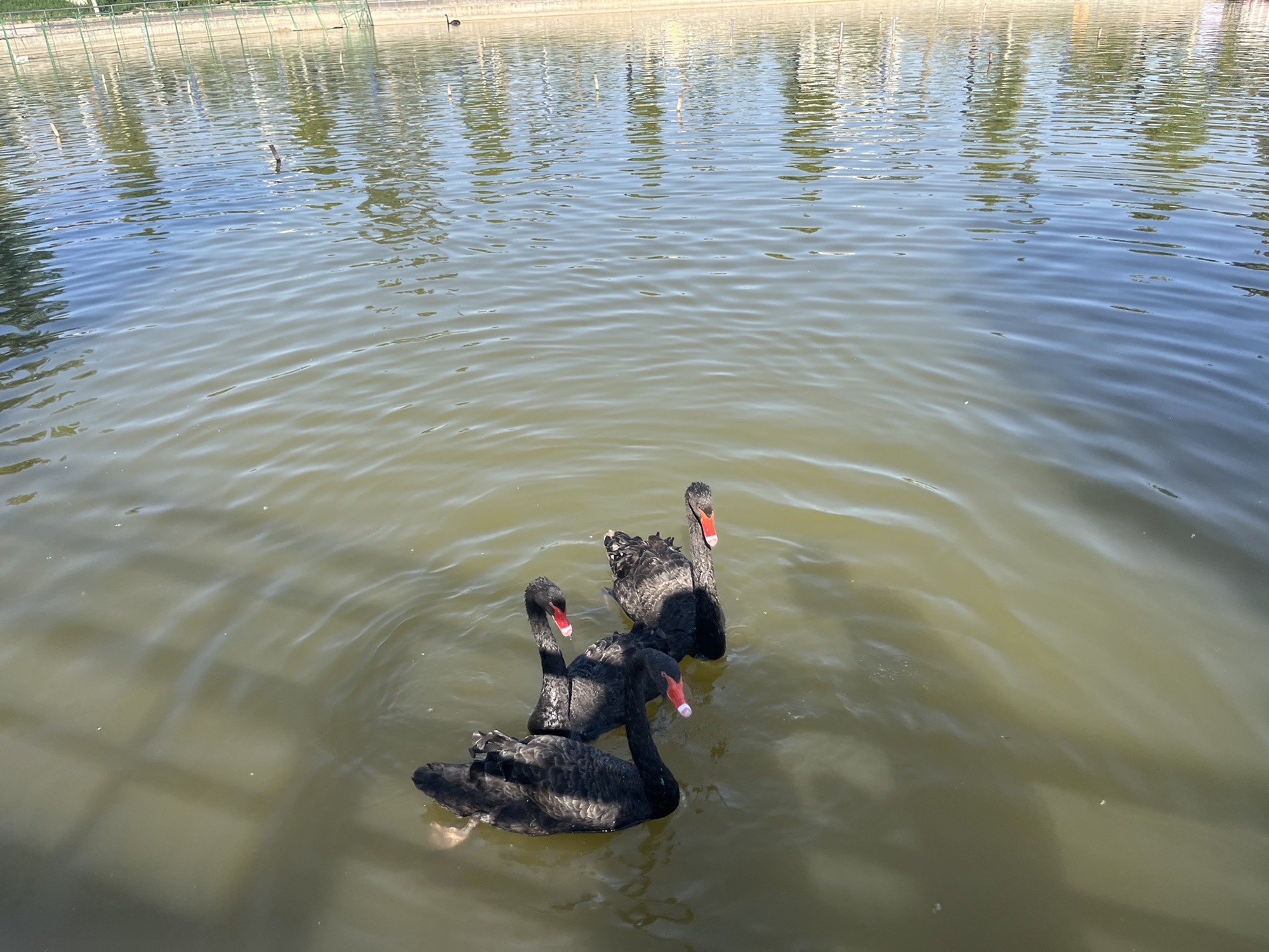 乾兆花海旅行图片 1