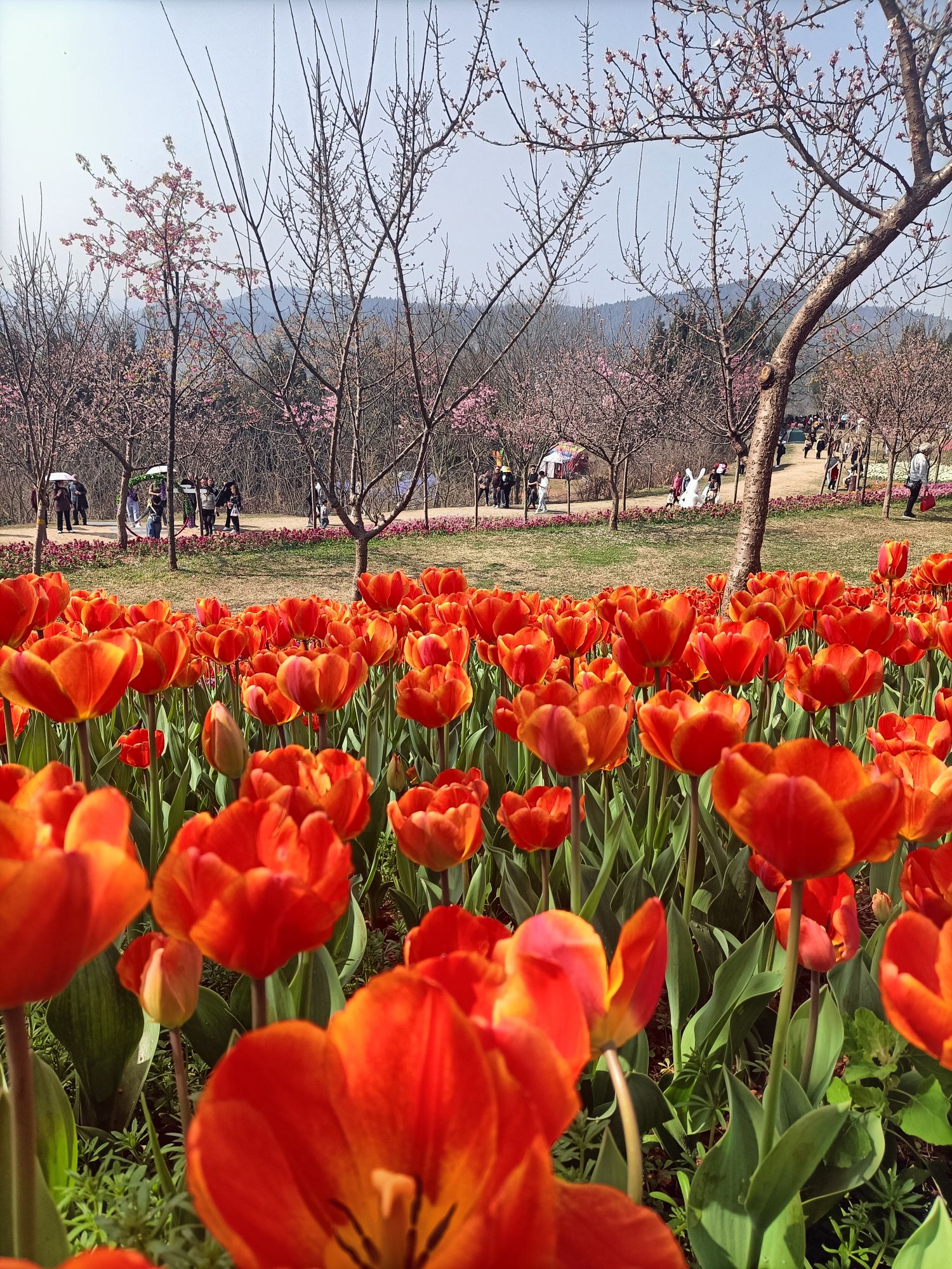 芳菲山谷旅行图片 2