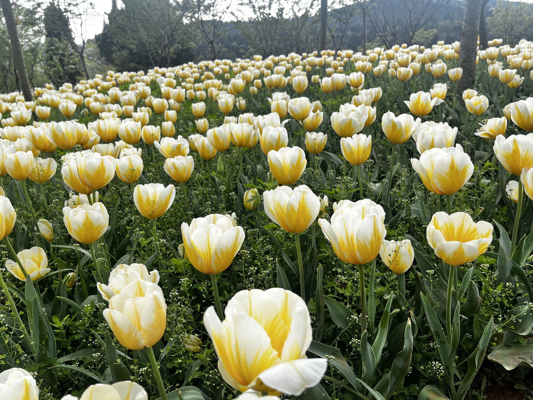 芳菲山谷旅行图片 3