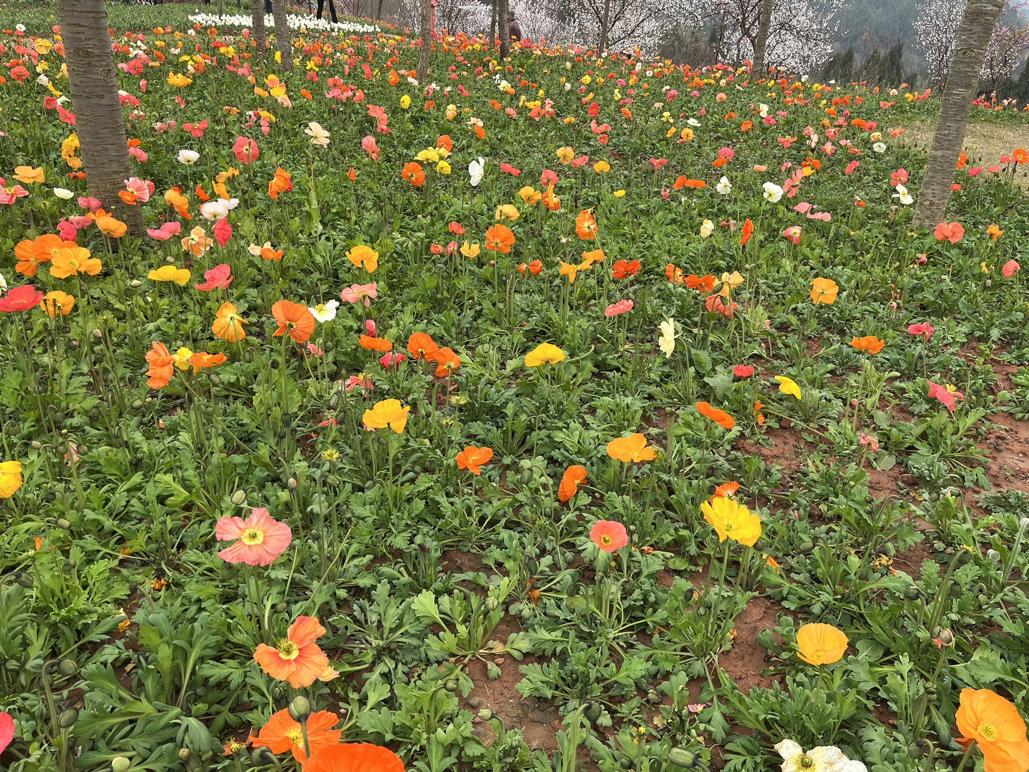 芳菲山谷旅行图片 2