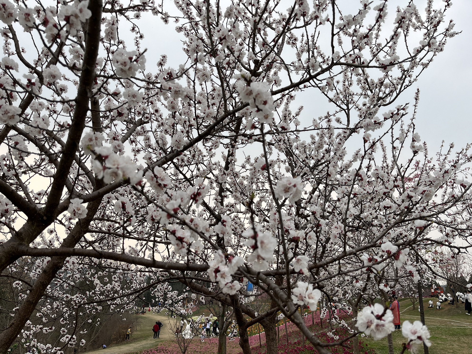 芳菲山谷旅行图片 1