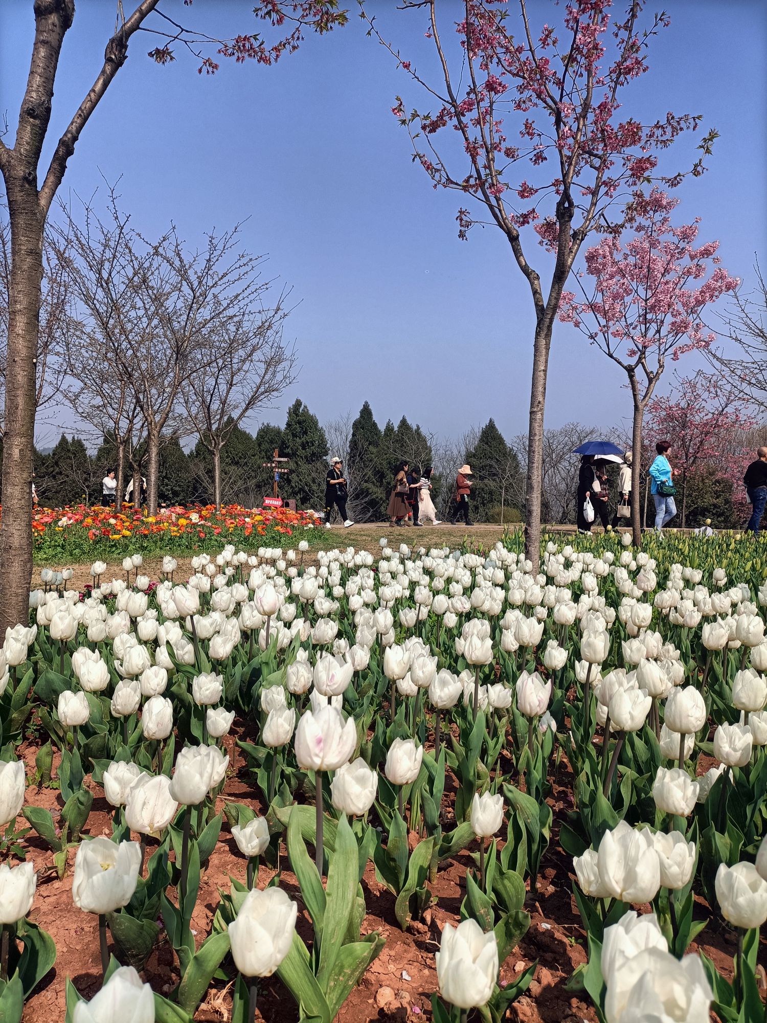芳菲山谷旅行图片 1