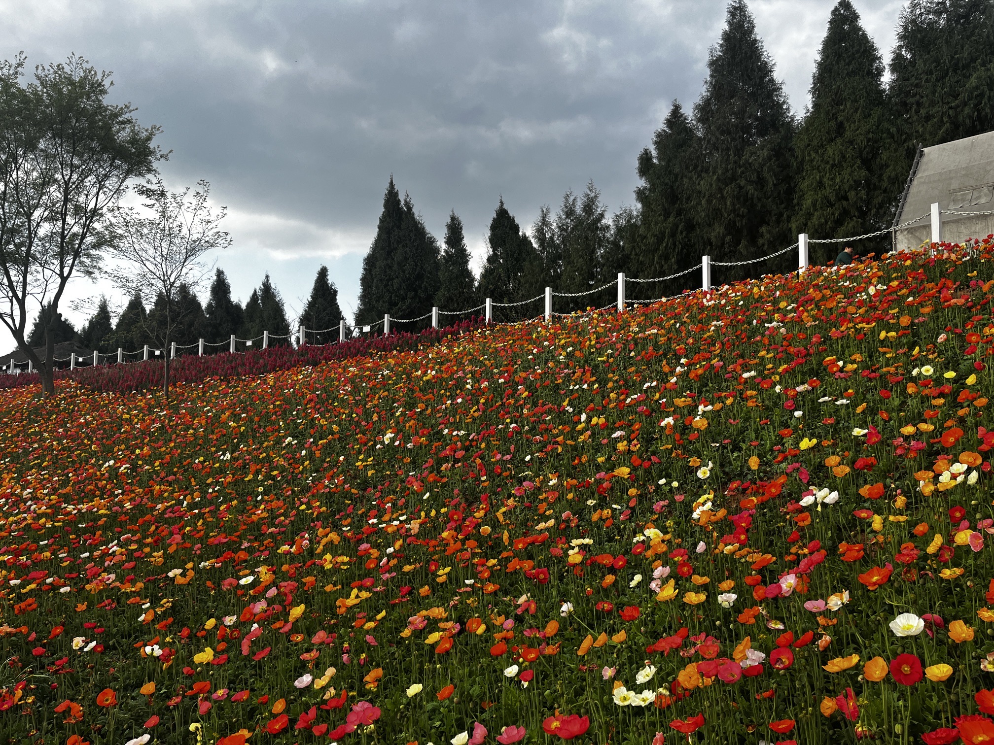 芳菲山谷旅行图片 1