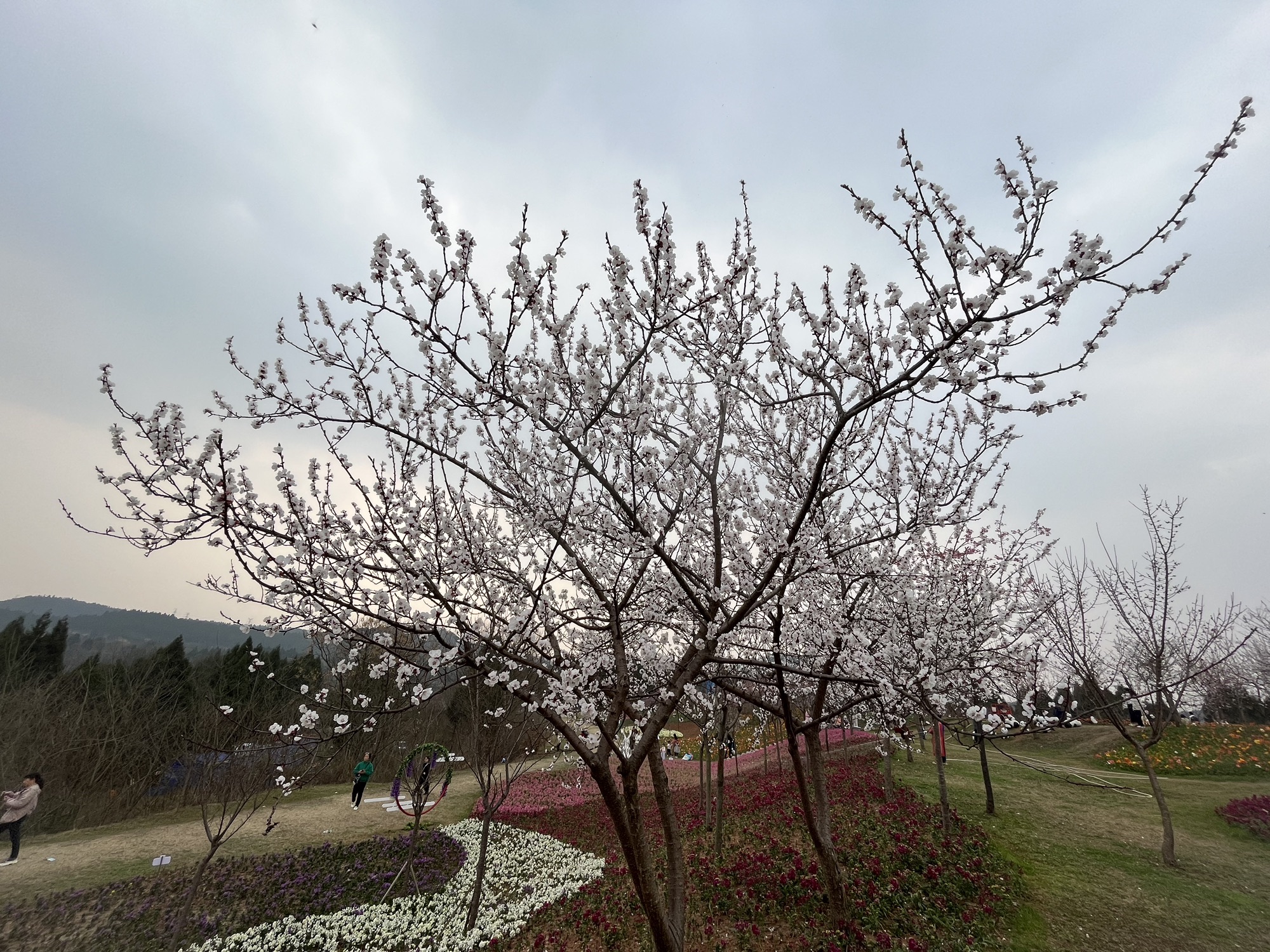 芳菲山谷旅行图片 3