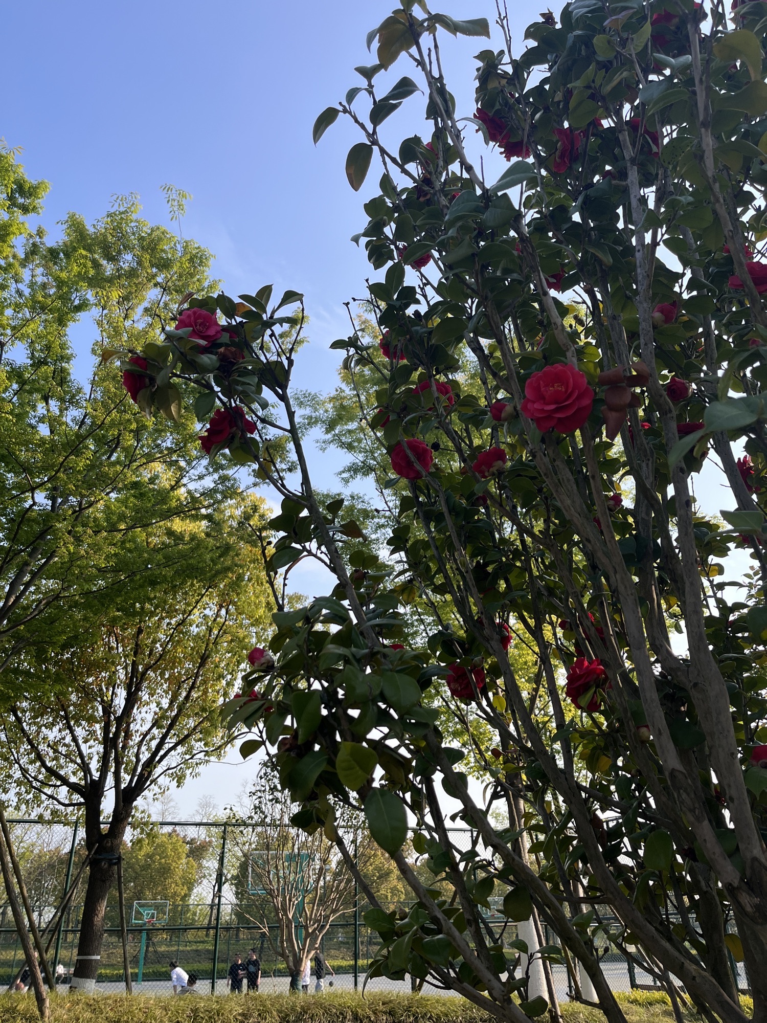 南浔南林公园旅行图片 3