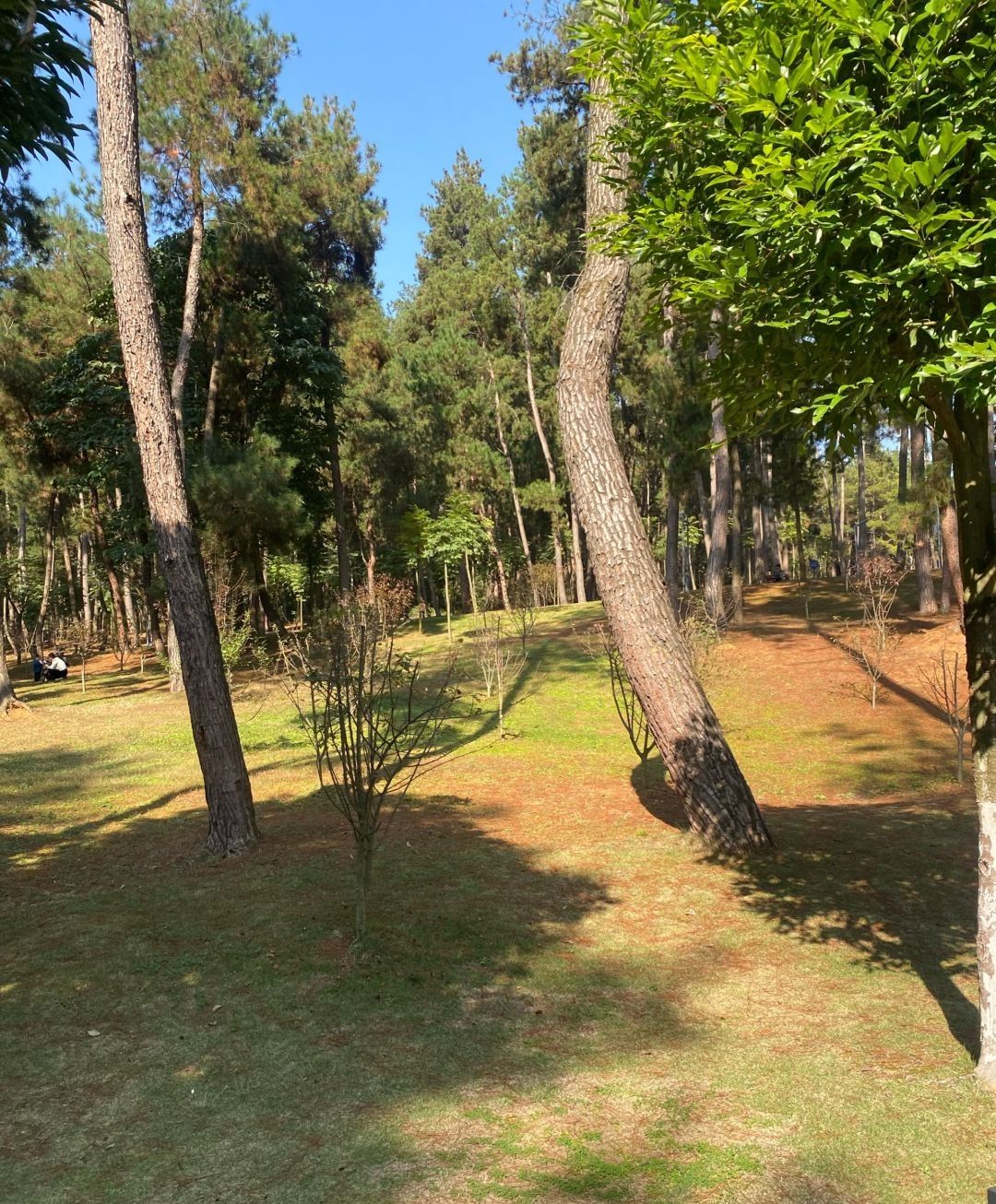 马鞍山公园旅行图片 3