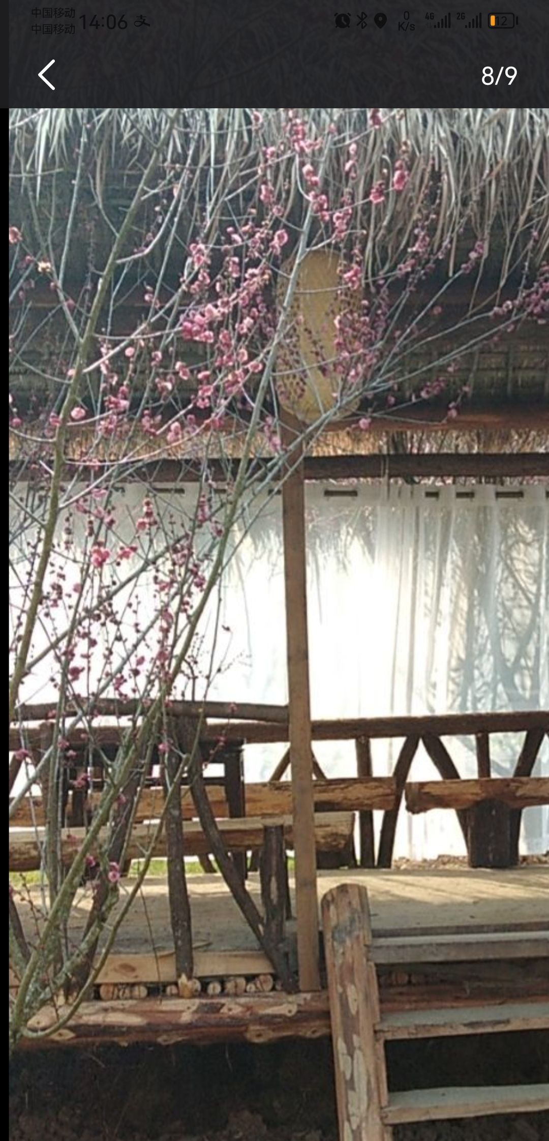 太和梅花谷旅行图片 1