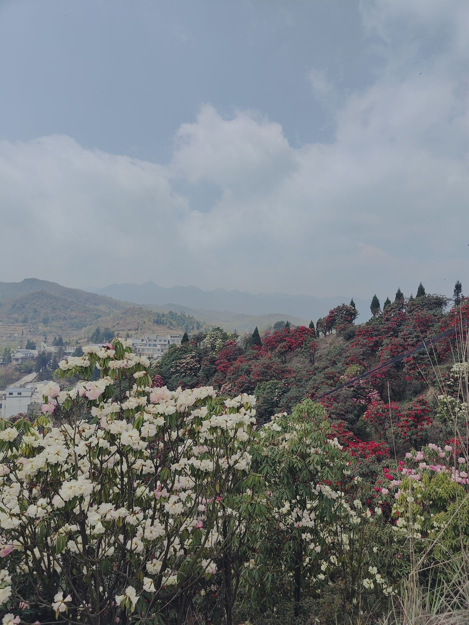 六盘水十里杜鹃花海旅行图片 2