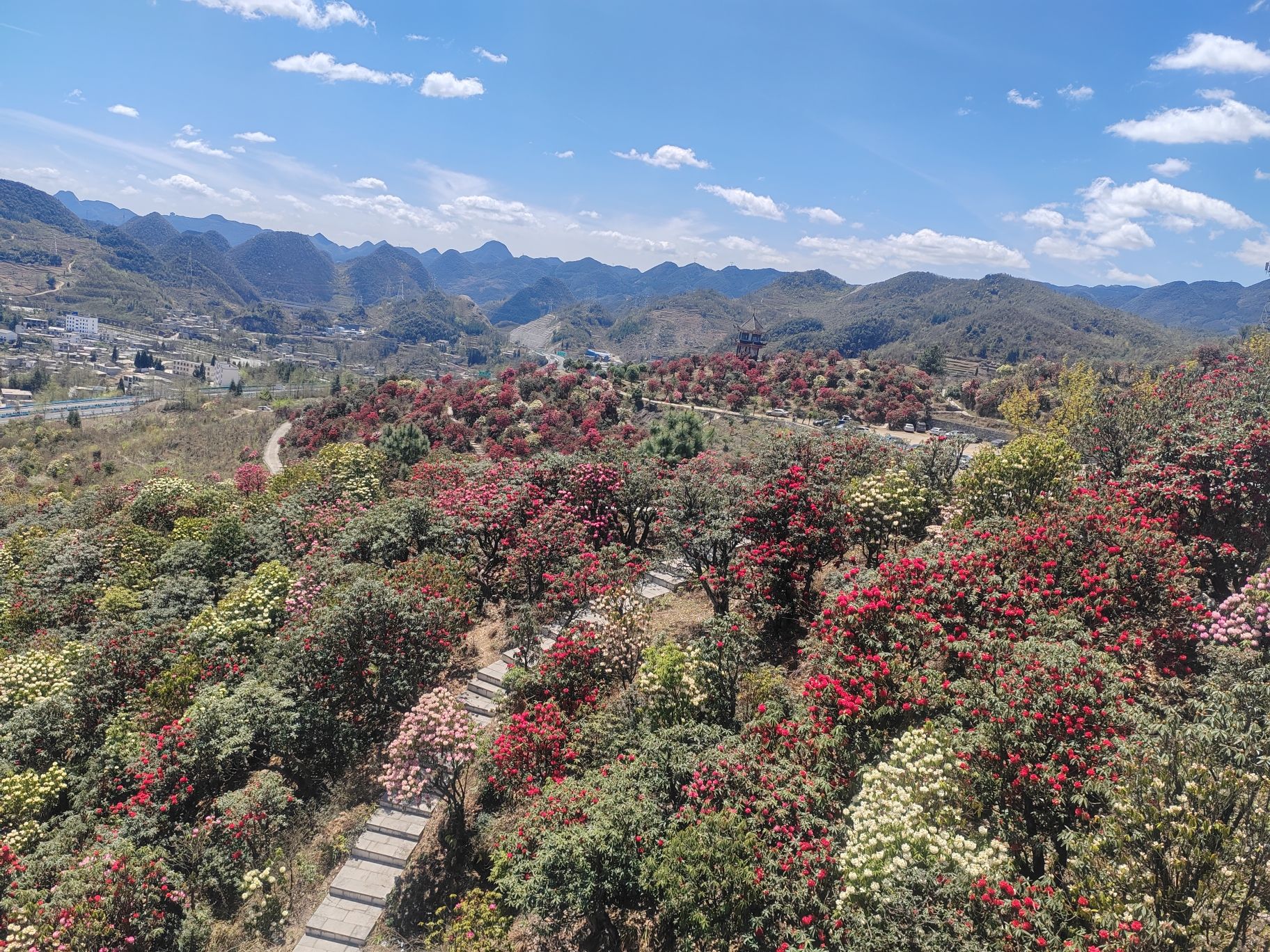 六盘水十里杜鹃花海旅行图片 2