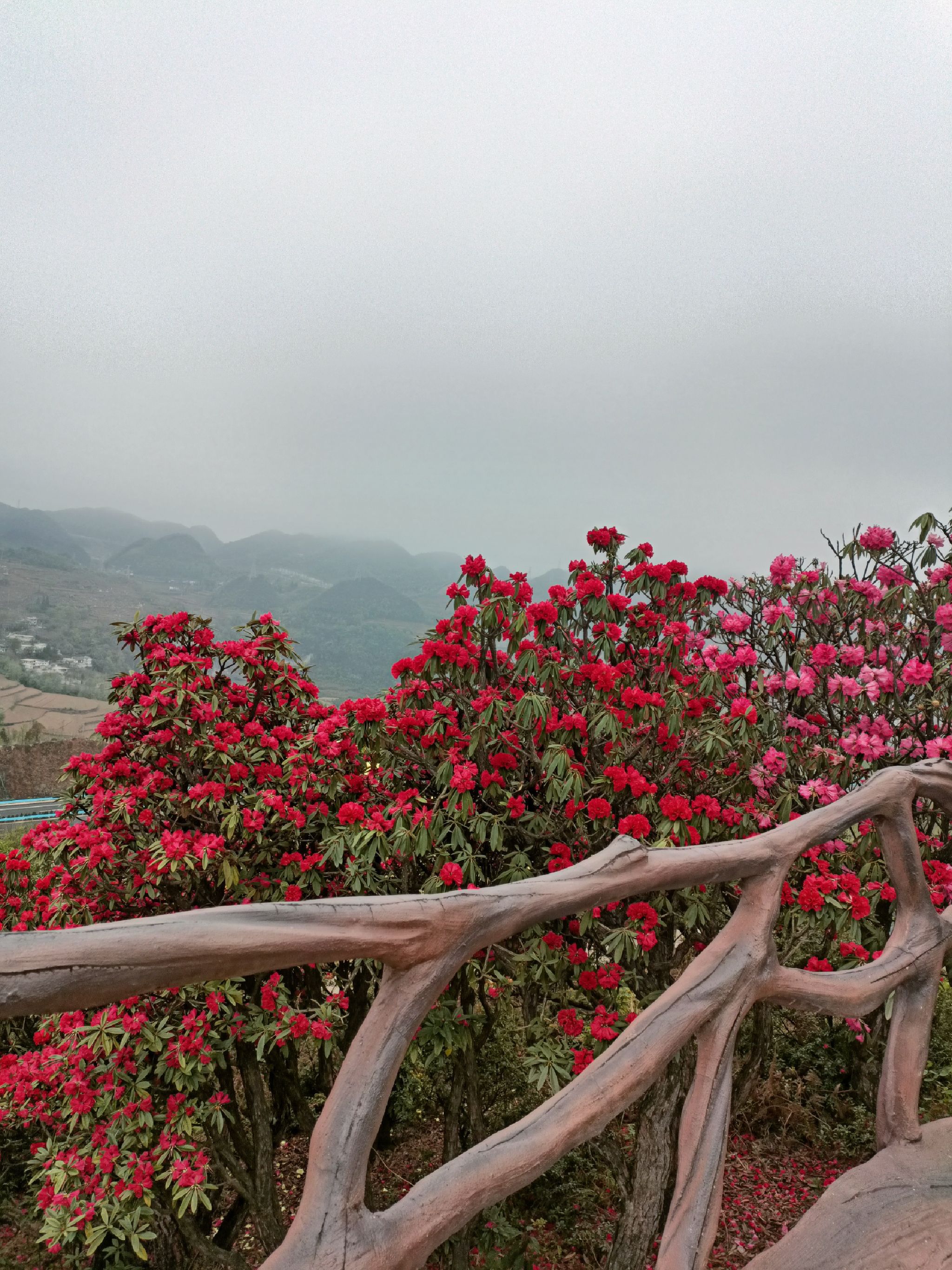 六盘水十里杜鹃花海旅行图片 2