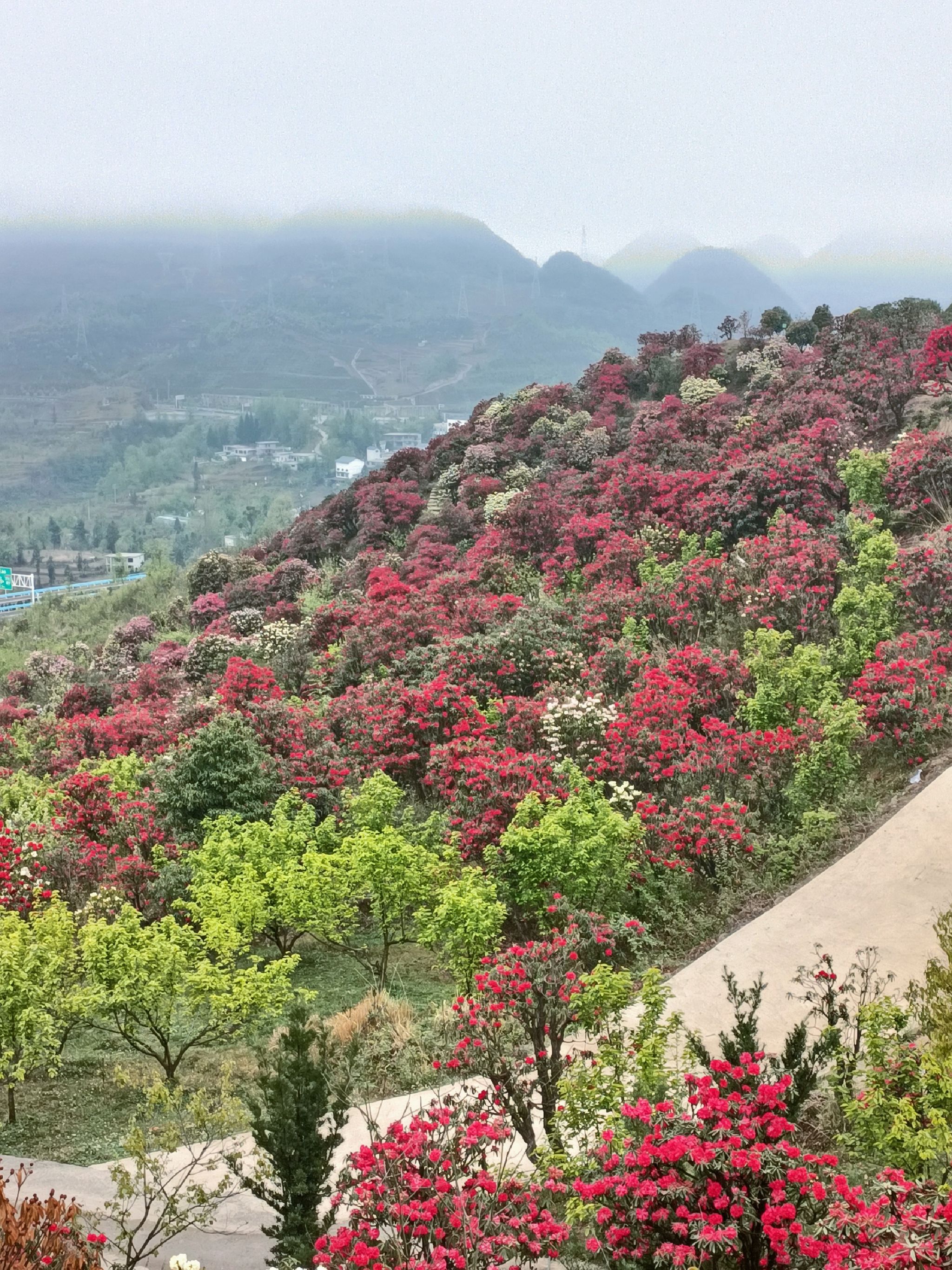六盘水十里杜鹃花海旅行图片 3