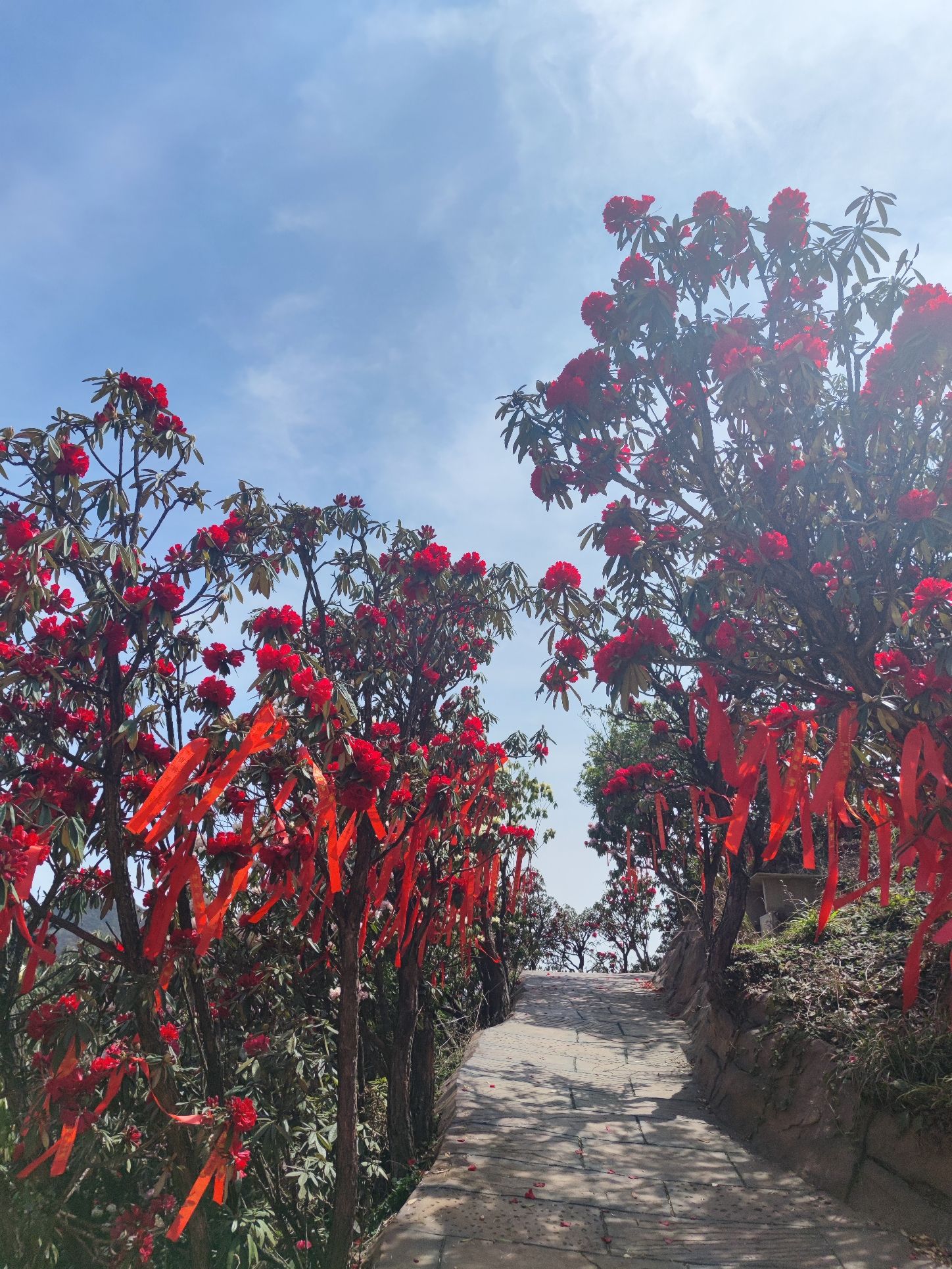六盘水十里杜鹃花海旅行图片 3