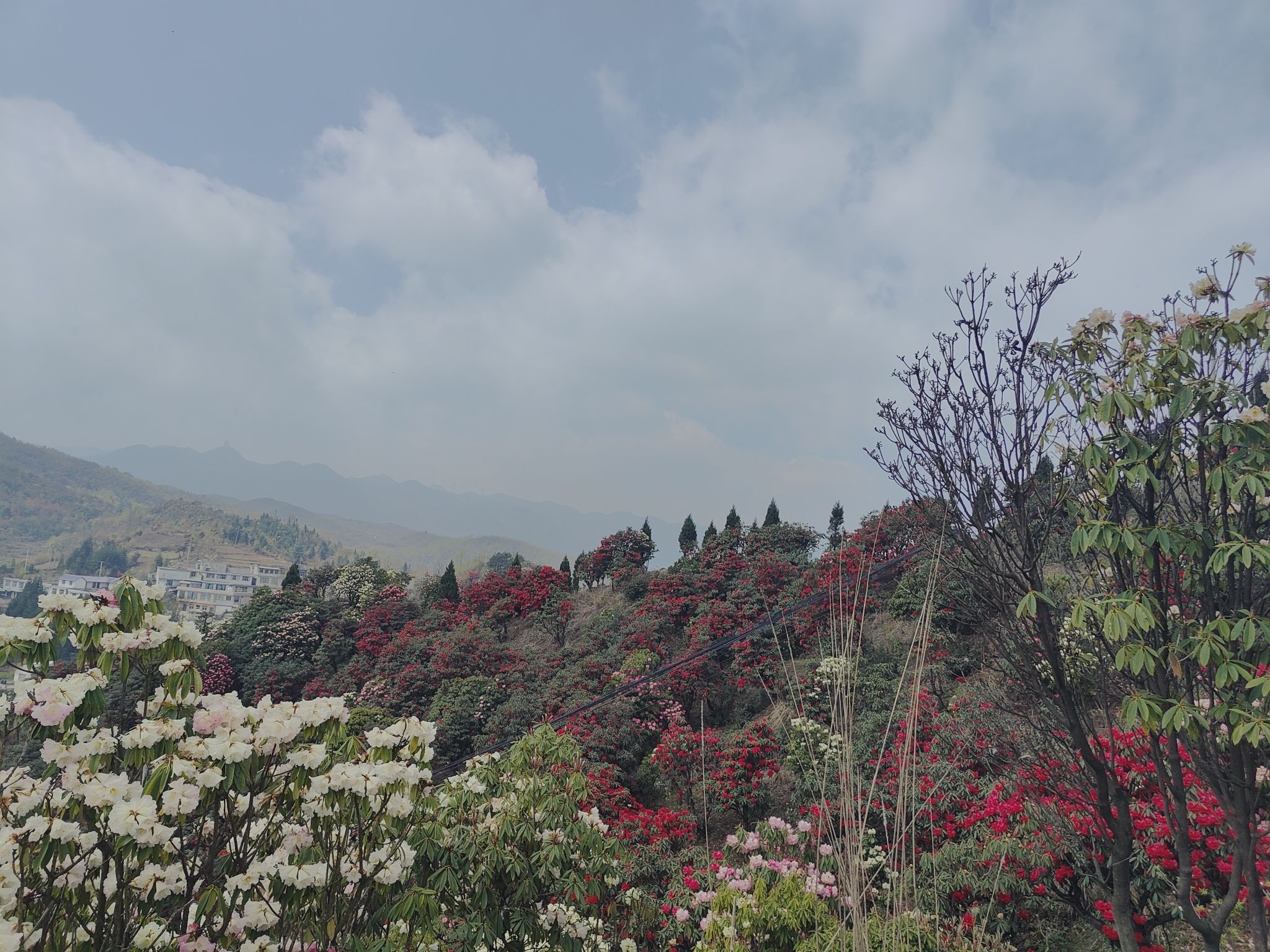六盘水十里杜鹃花海旅行图片 3