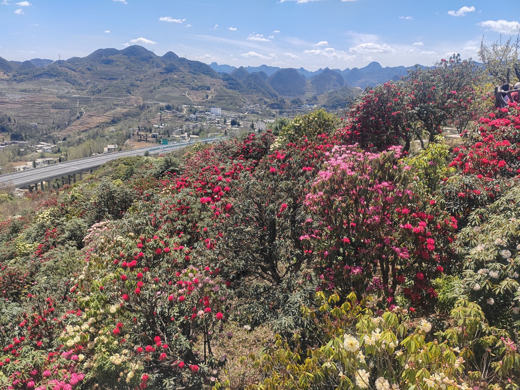 六盘水十里杜鹃花海旅行图片 1