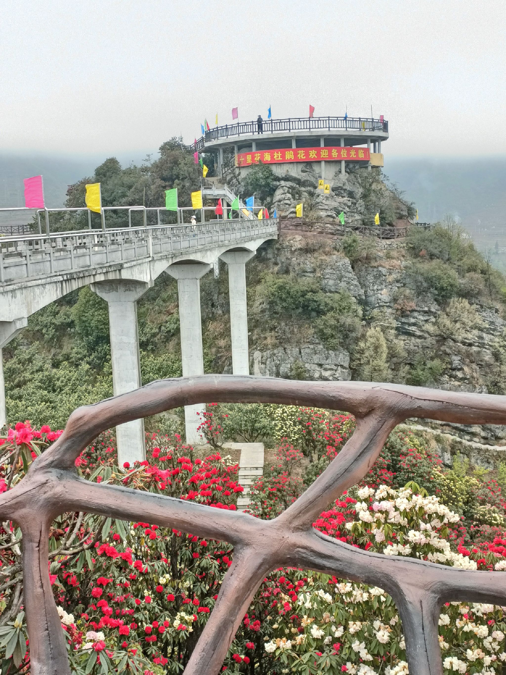 六盘水十里杜鹃花海旅行图片 1