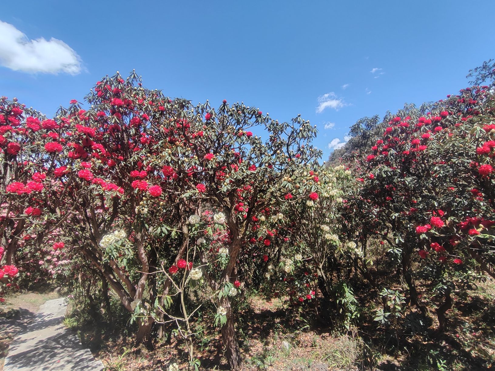 六盘水十里杜鹃花海旅行图片 3