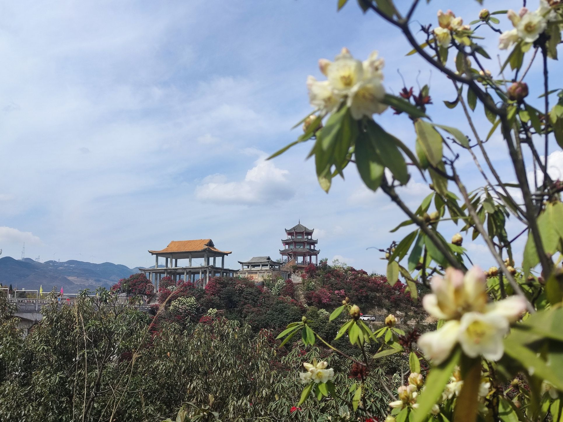 六盘水十里杜鹃花海旅行图片 2